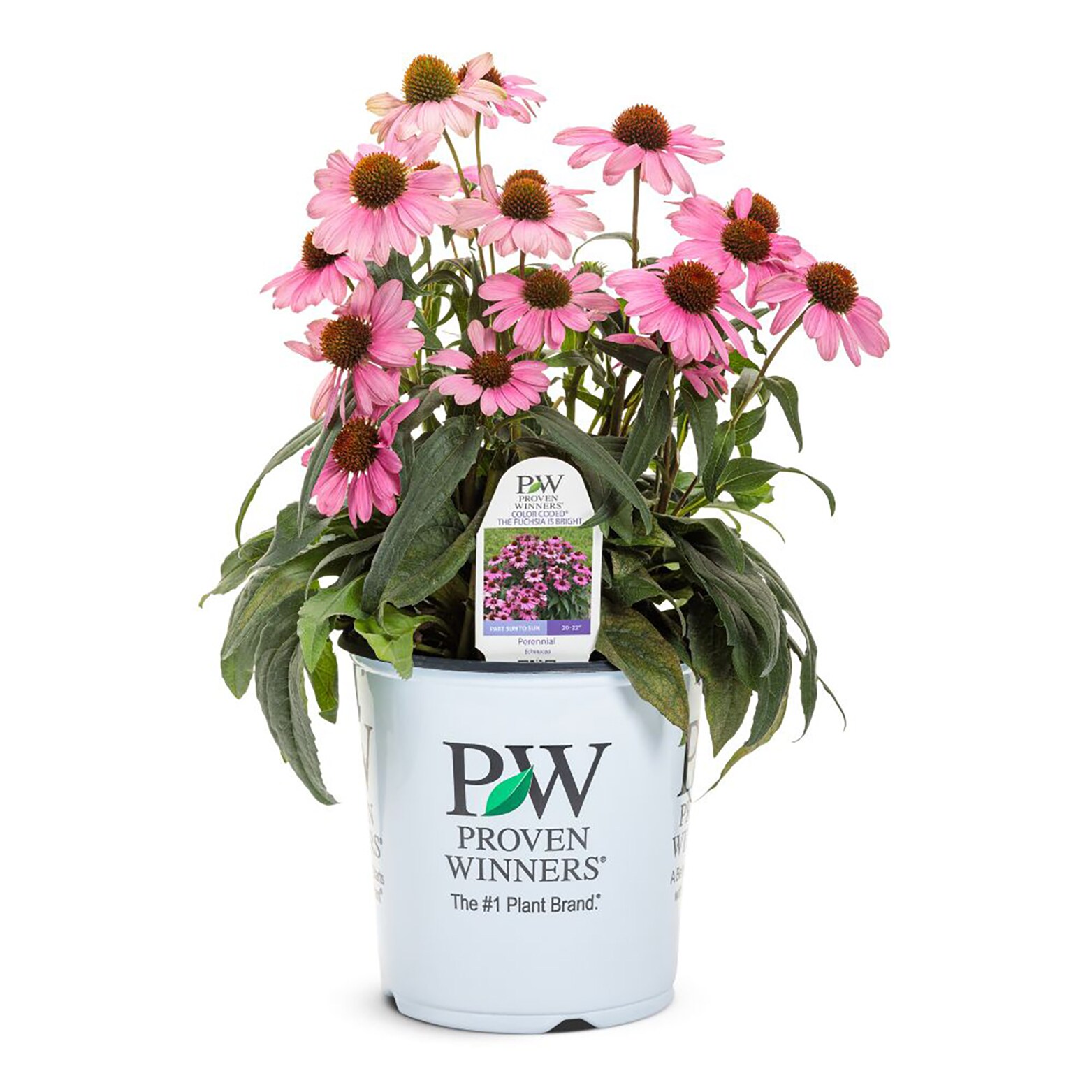 Proven Winners ECHPWP2996102 perennials - View #2
