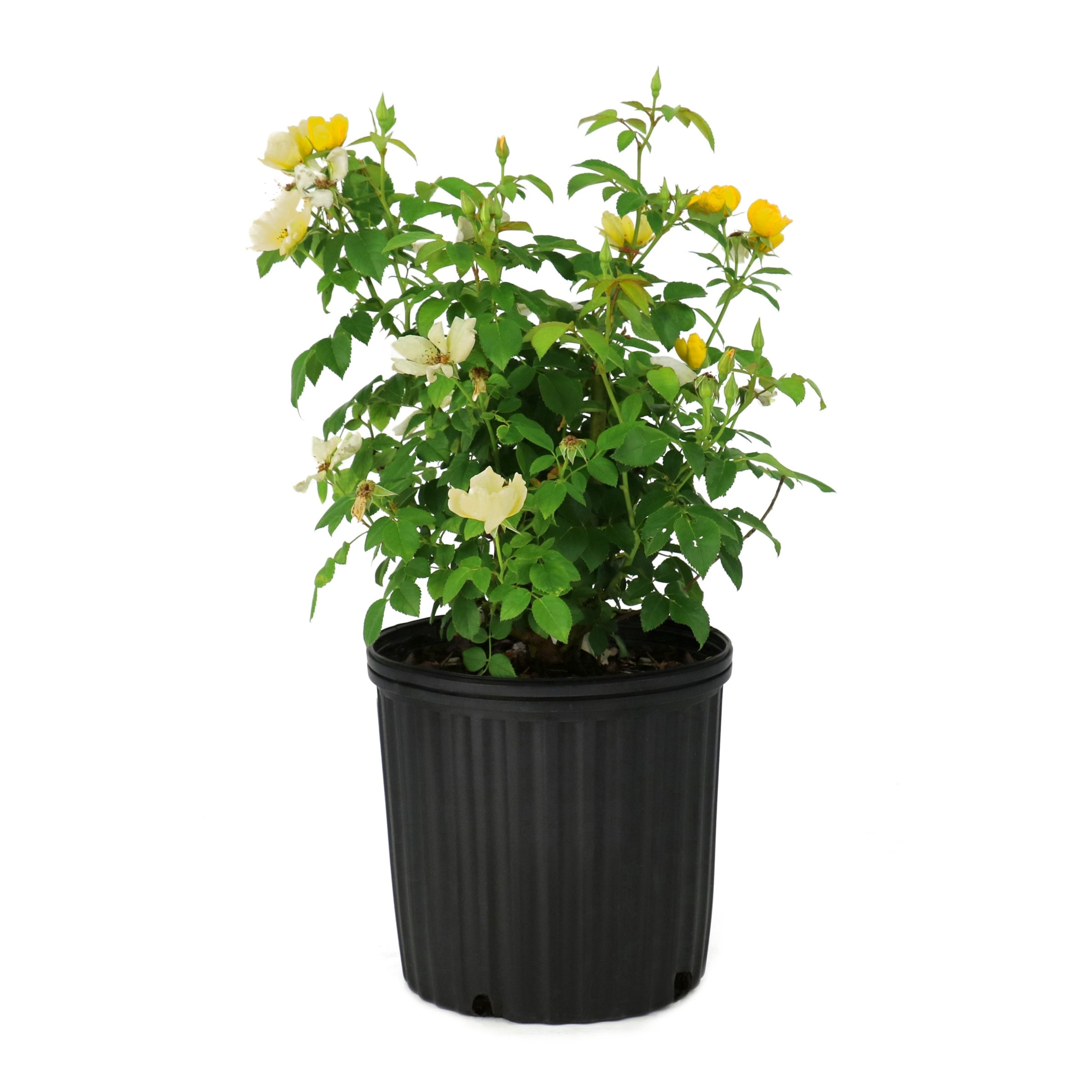 2 gal. Rose Knockout Easy Bee-zy
