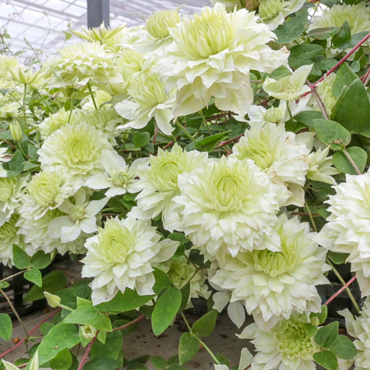 Spring Hill Nurseries 89142 perennials - View #2