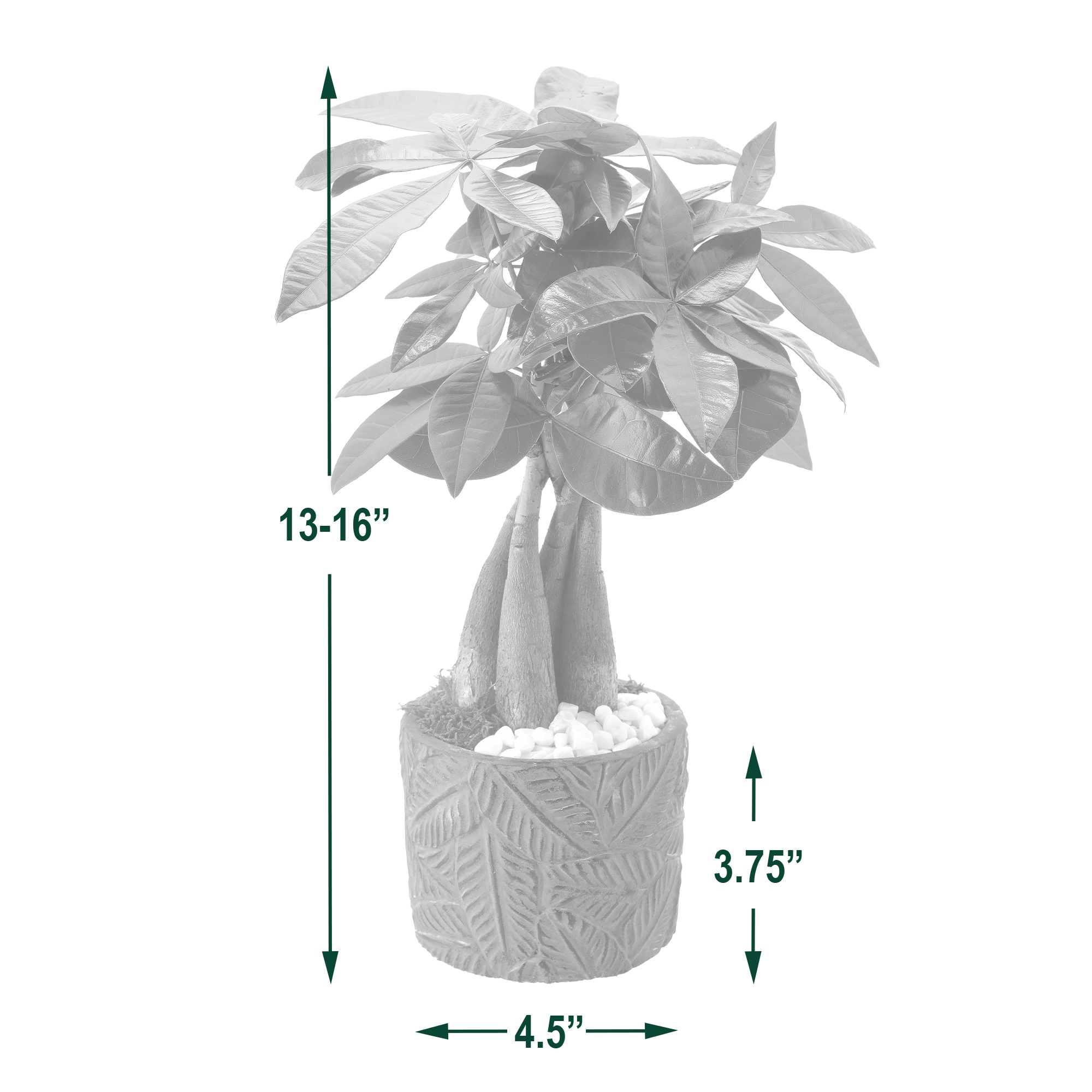 Arcadia Garden Products LV51 hseplants - View #4