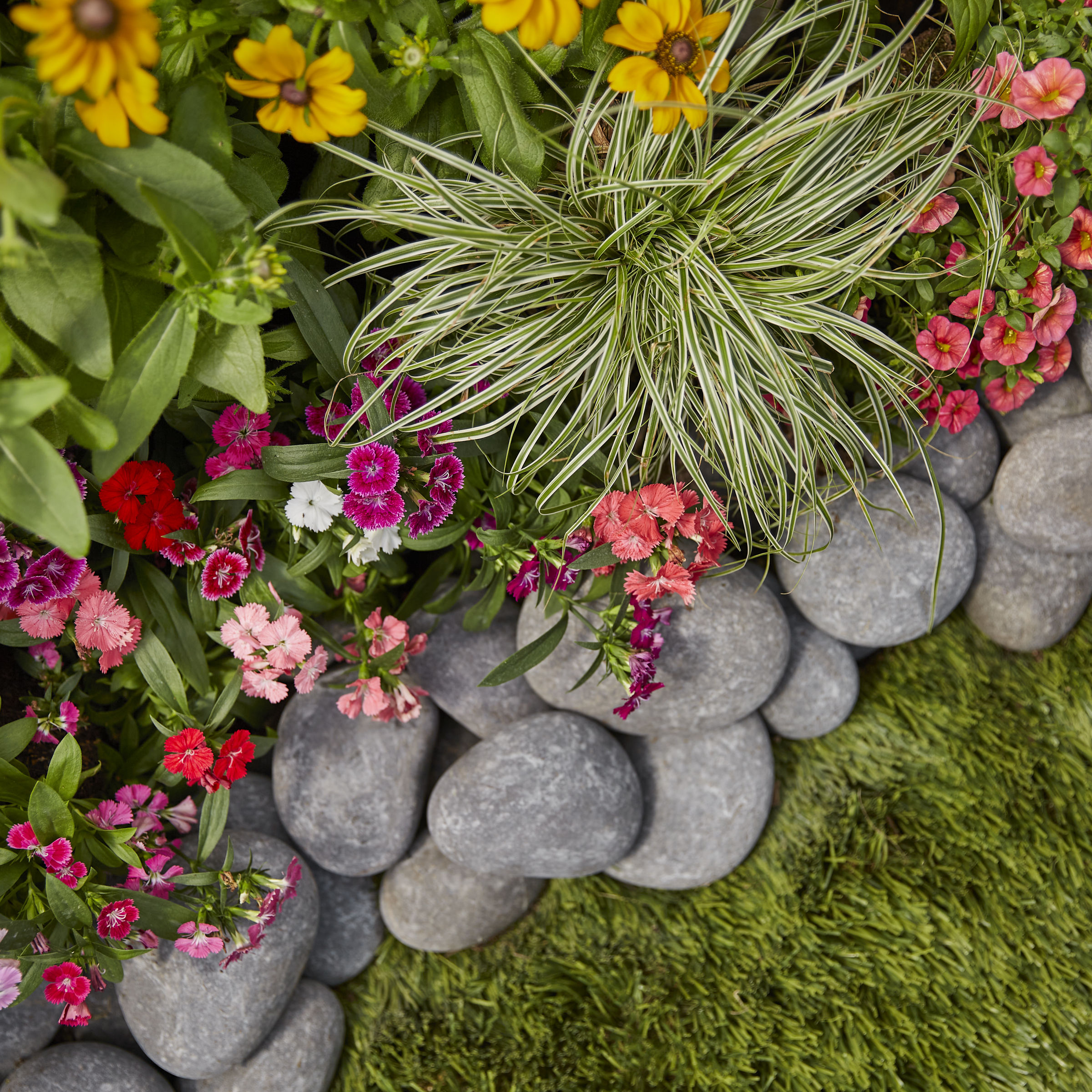 Lowe's NURSERY annuals - View #5