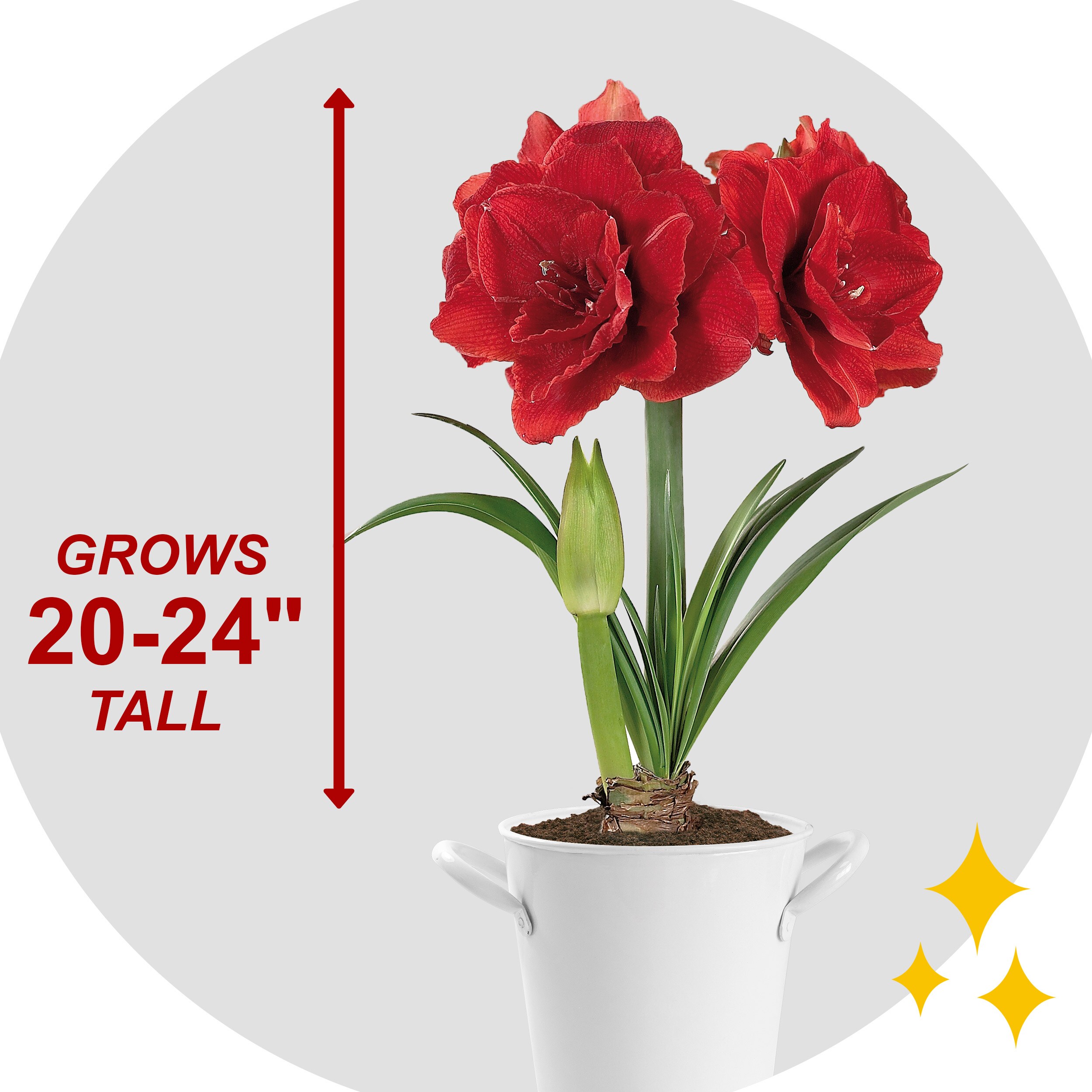 Garden State Bulb ECH-05-01-01 Plant-Bulbs - View #5
