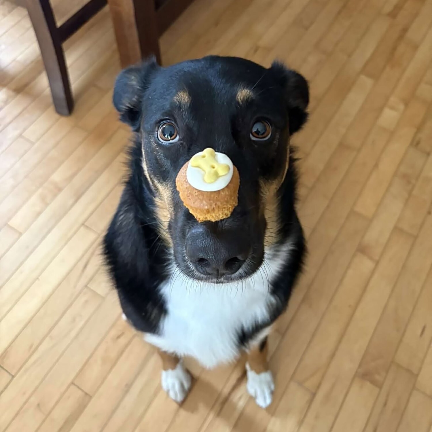 Wagging Dog Bakery G0860013083724 Dog-Treats - View #8