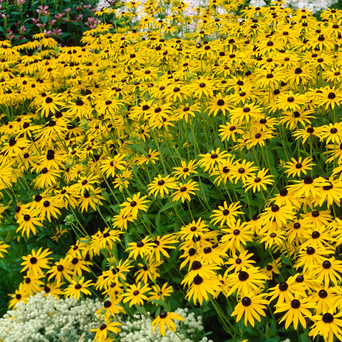 Van Zyverden 83531 Plant-Bulbs - View #2
