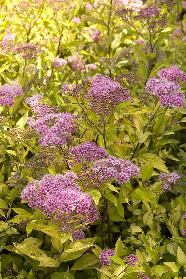 Monrovia 071231 Limemound Spirea Flowering Shrub in 2.6 -Quart Pot 1 -Pack with Pink Blooms