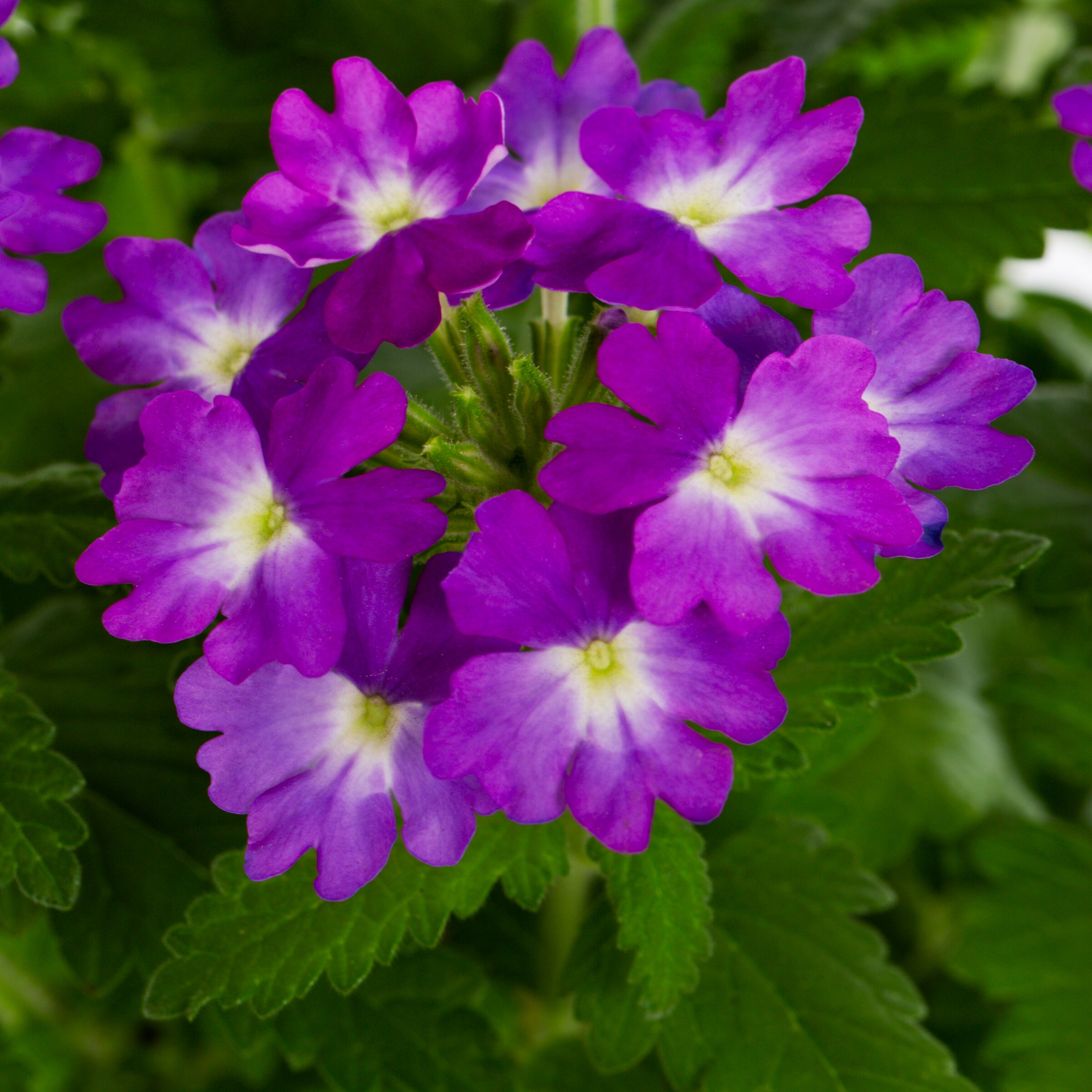 Monrovia 78989 perennials - View #2