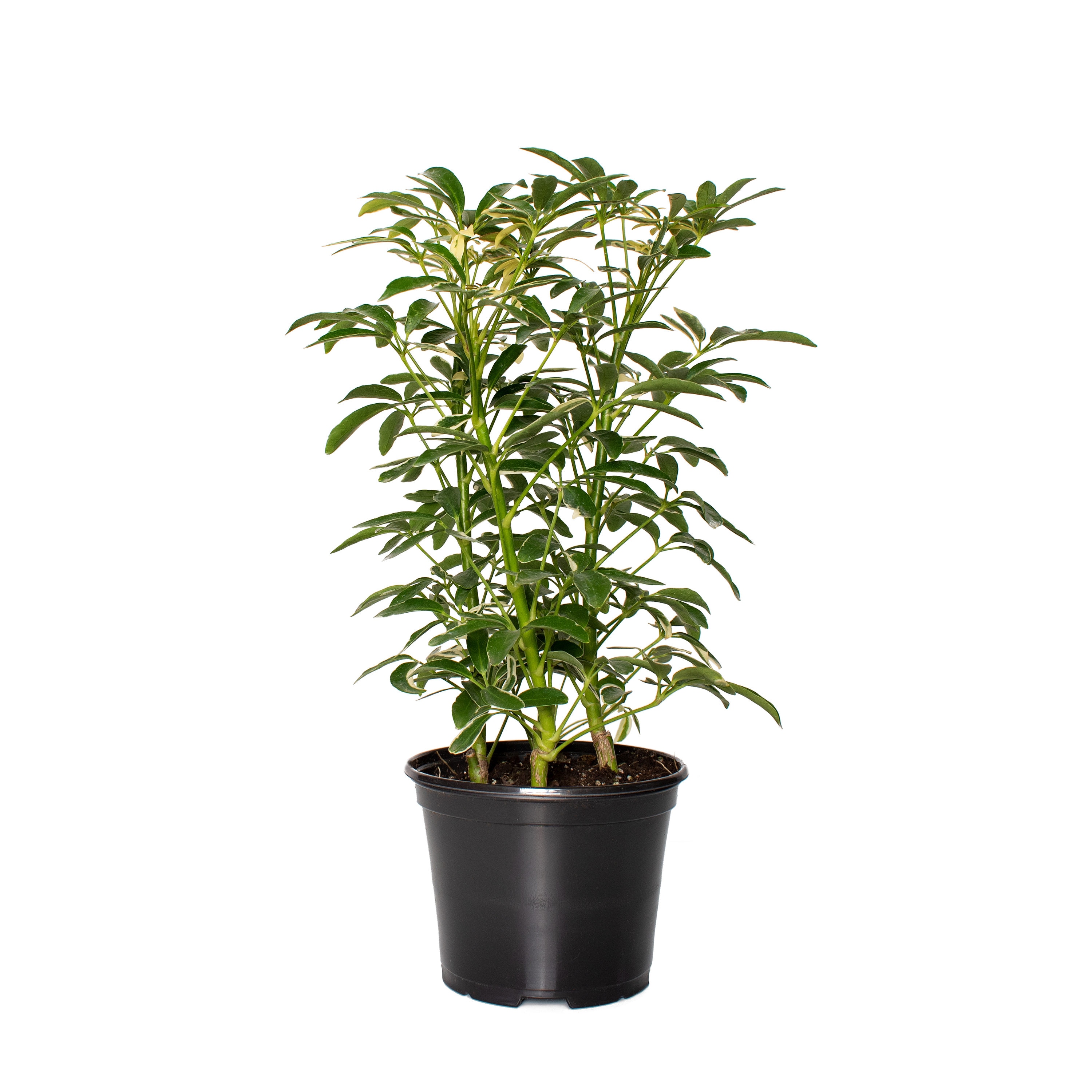 National Plant Network LW1373 Variegated Schefflera House Plant in 1-Pack Pot