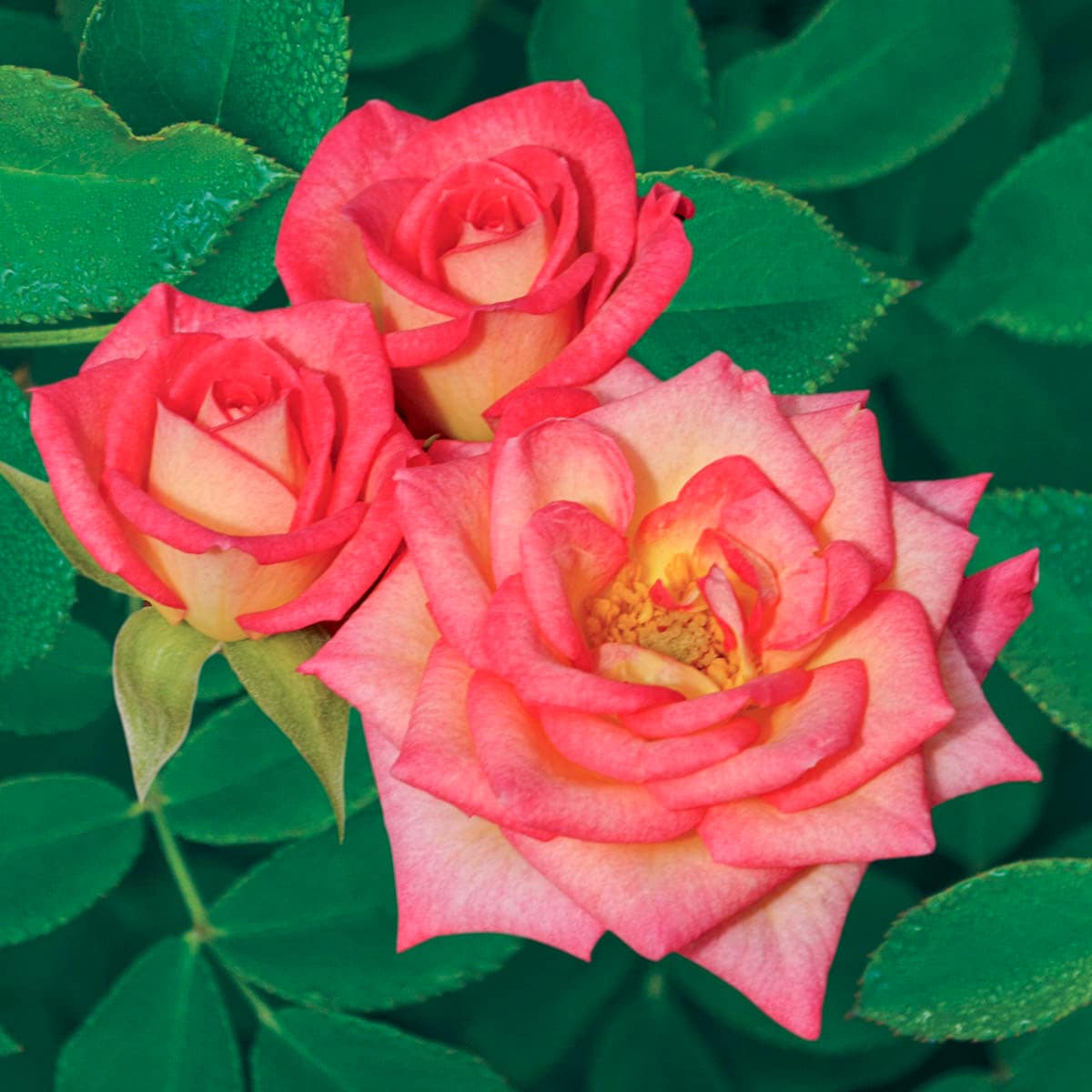 Spring Hill Nurseries 86075 Pink Flowering Youre the One Miniature Rose 1 -Pack Bare root
