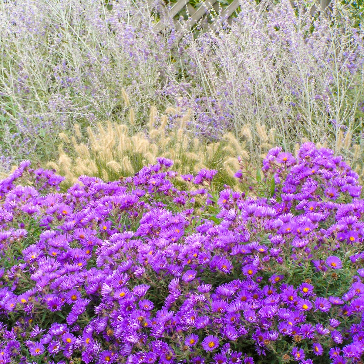Spring Hill Nurseries 85521 perennials - View #3