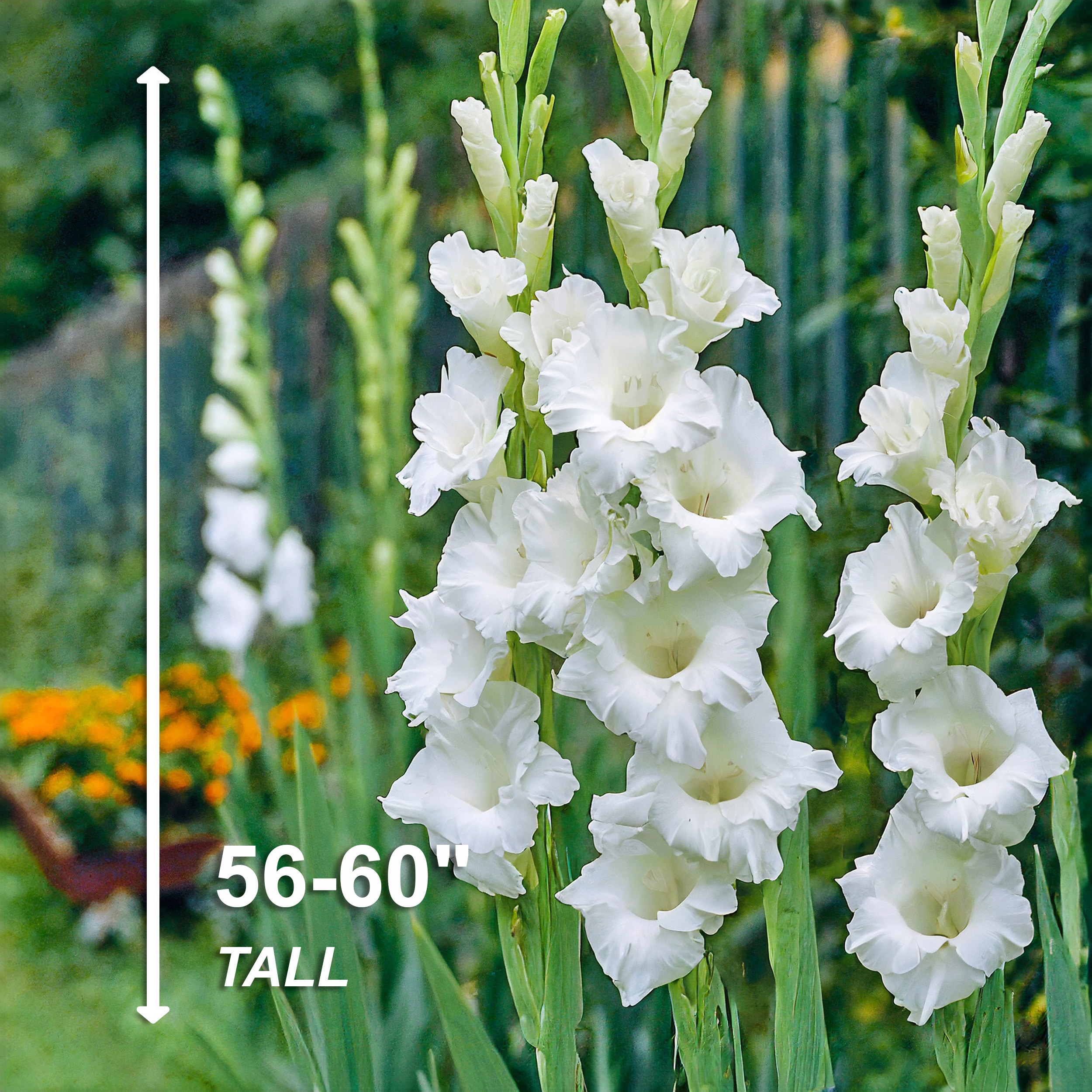 Garden State Bulb ECS-173-90-03 Plant-Bulbs - View #5