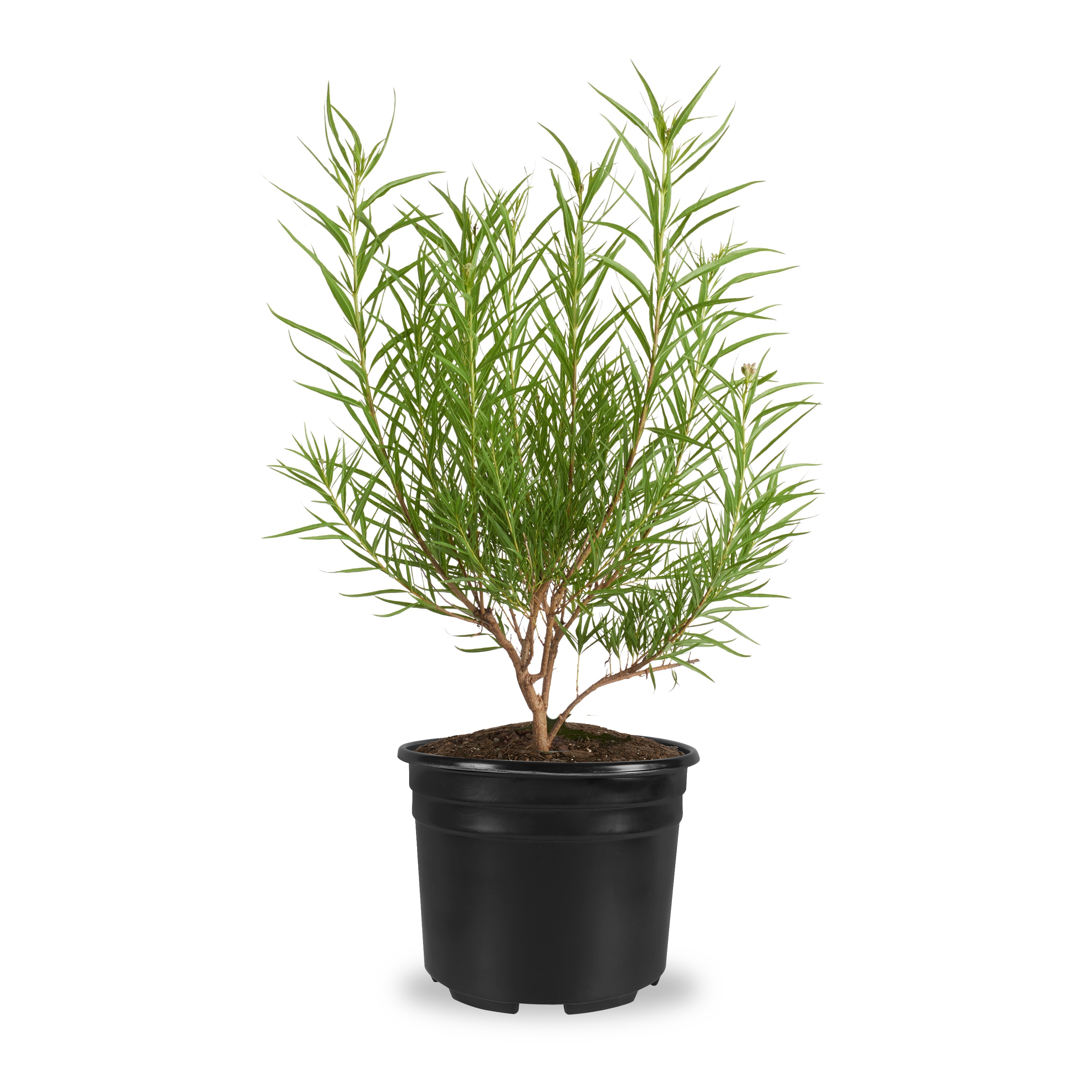 Lowe's NURSERY 3.58 -Gallon Multicolor Shade Desert Willow In pot (with soil)