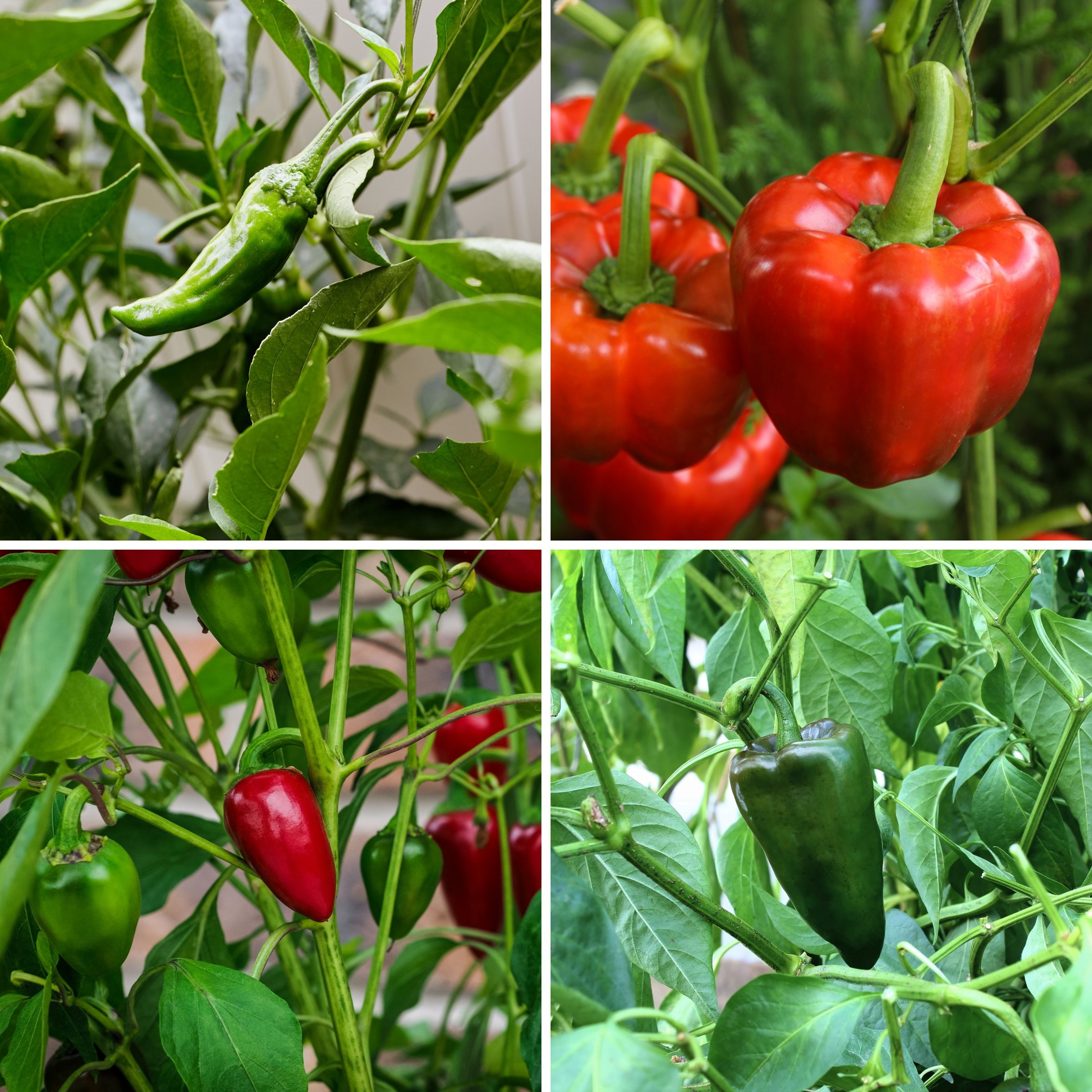 National Plant Network Chile Pepper Collection Plant in Pot #LW2248