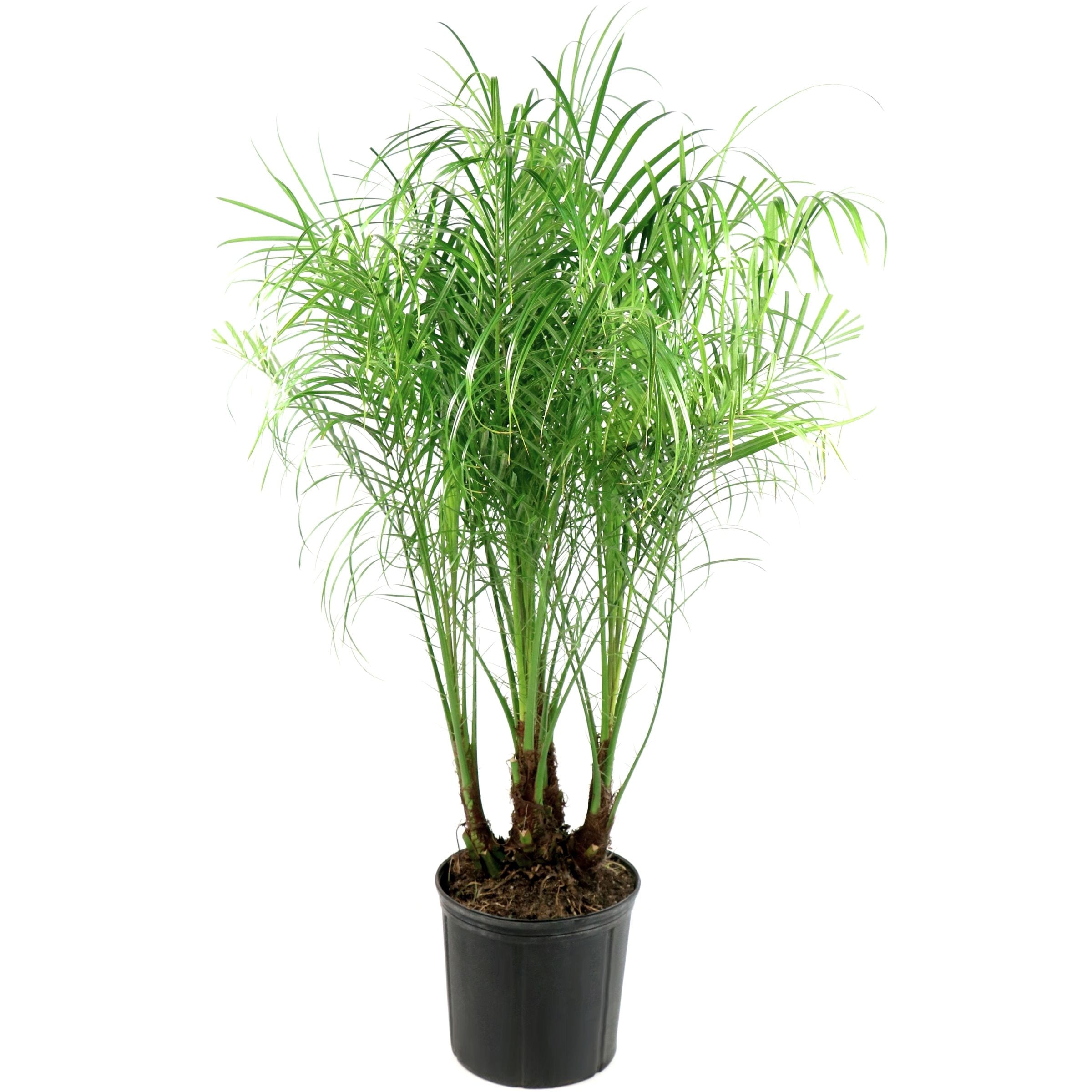 National Plant Network LW7473 perennials - View #4