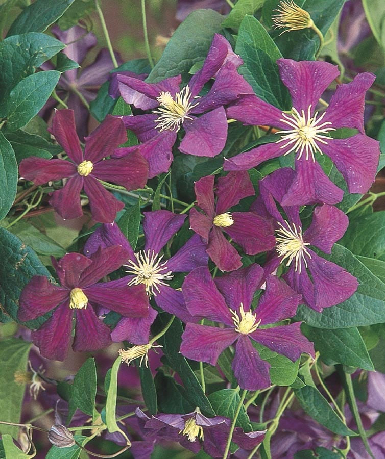 Monrovia Etoile Violette Clematis (L6298) in the Vines department at  Lowes.com
