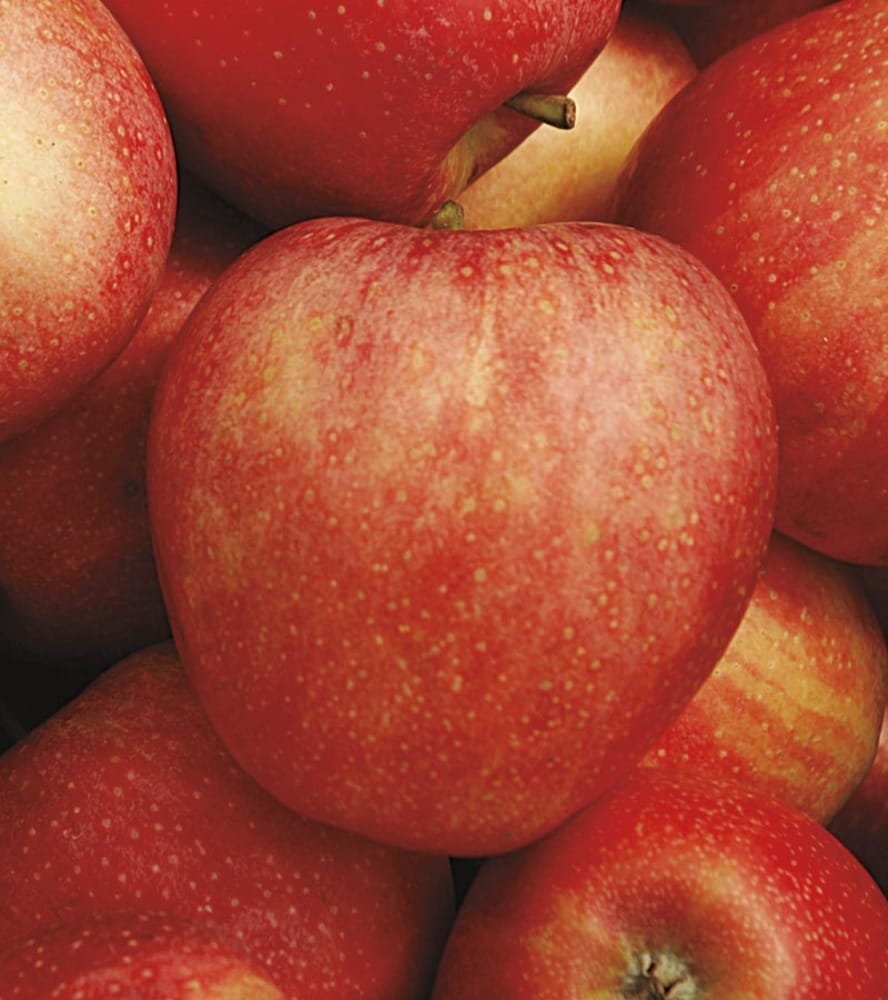 Honeycrisp Apple — Raintree Nursery