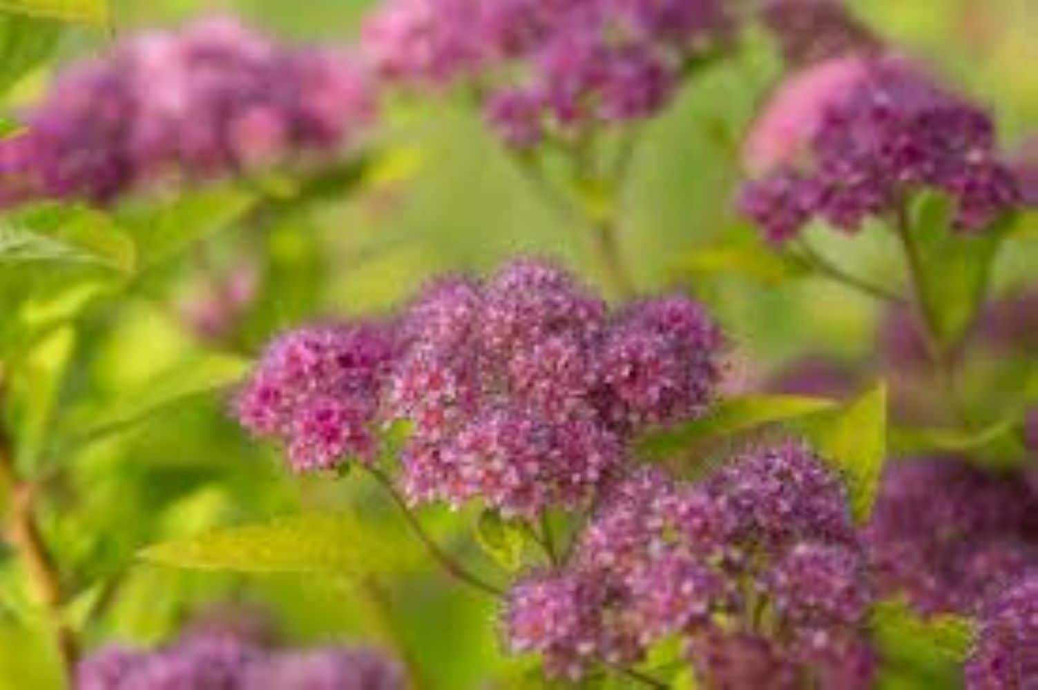 Lowe's NURSERY First Editions Little Spark Flowering Shrub in 2 -Gallon Pot ,Pink Blooms
