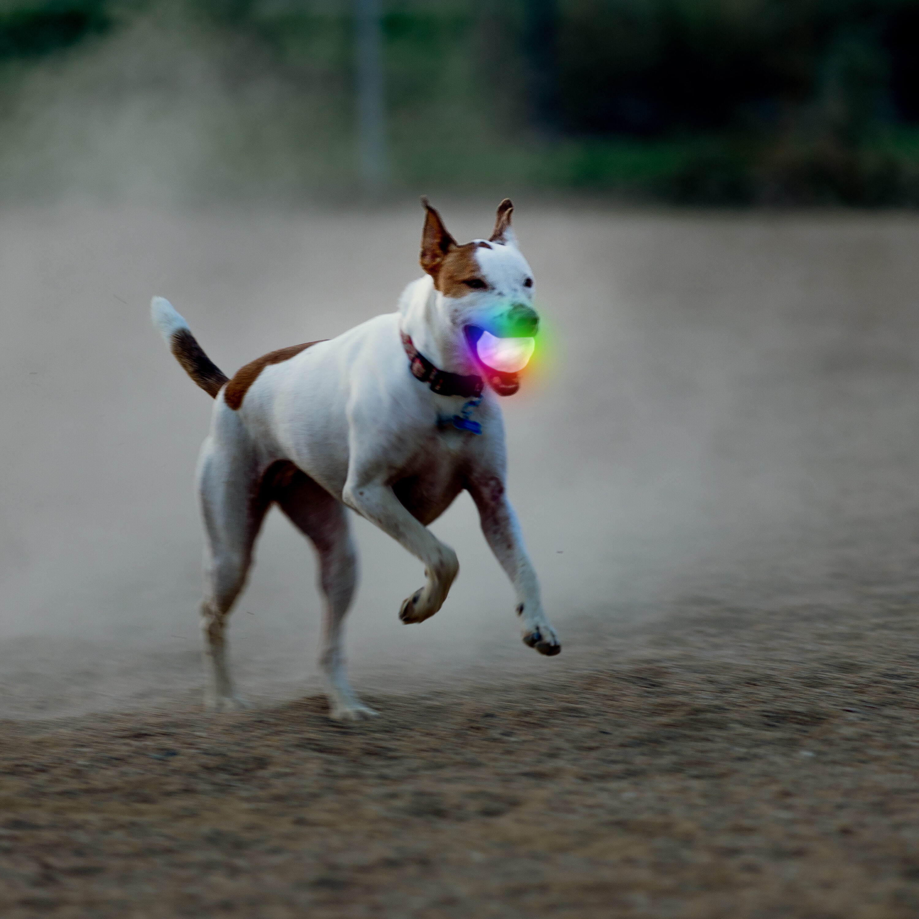 Nite Ize GSBW-07-R8 Dog-Toys - View #8