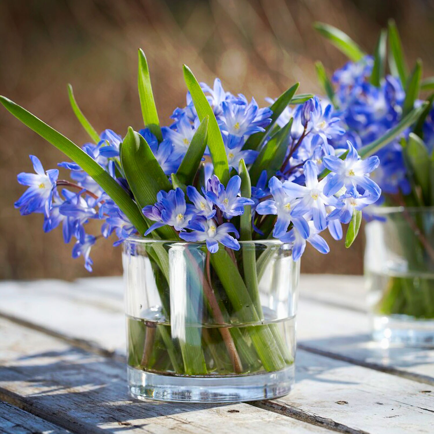 Garden State Bulb ECF-123-50-01 Plant-Bulbs - View #6