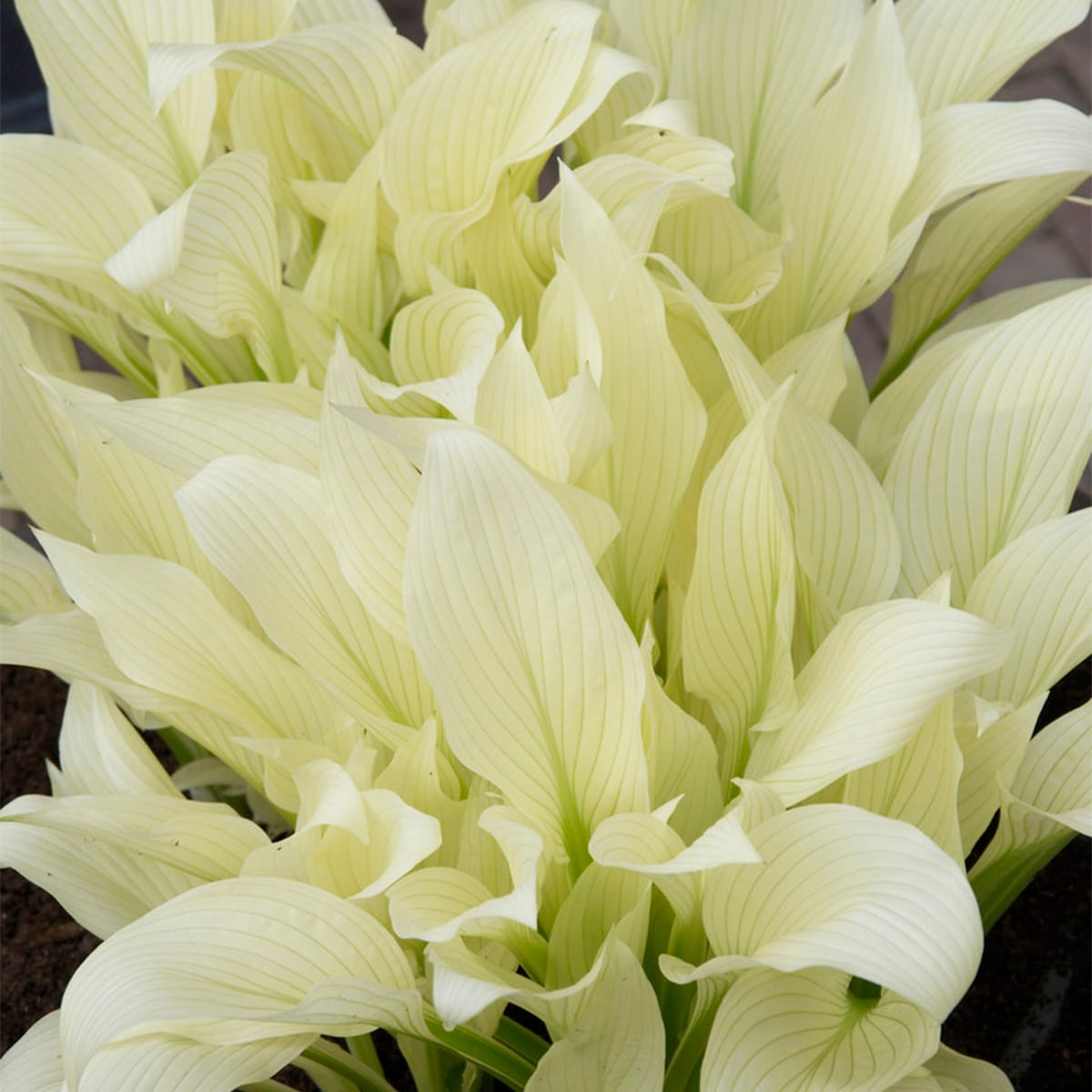 Van Zyverden 83784 Lavender Hosta White Feather Bulbs 3 Count