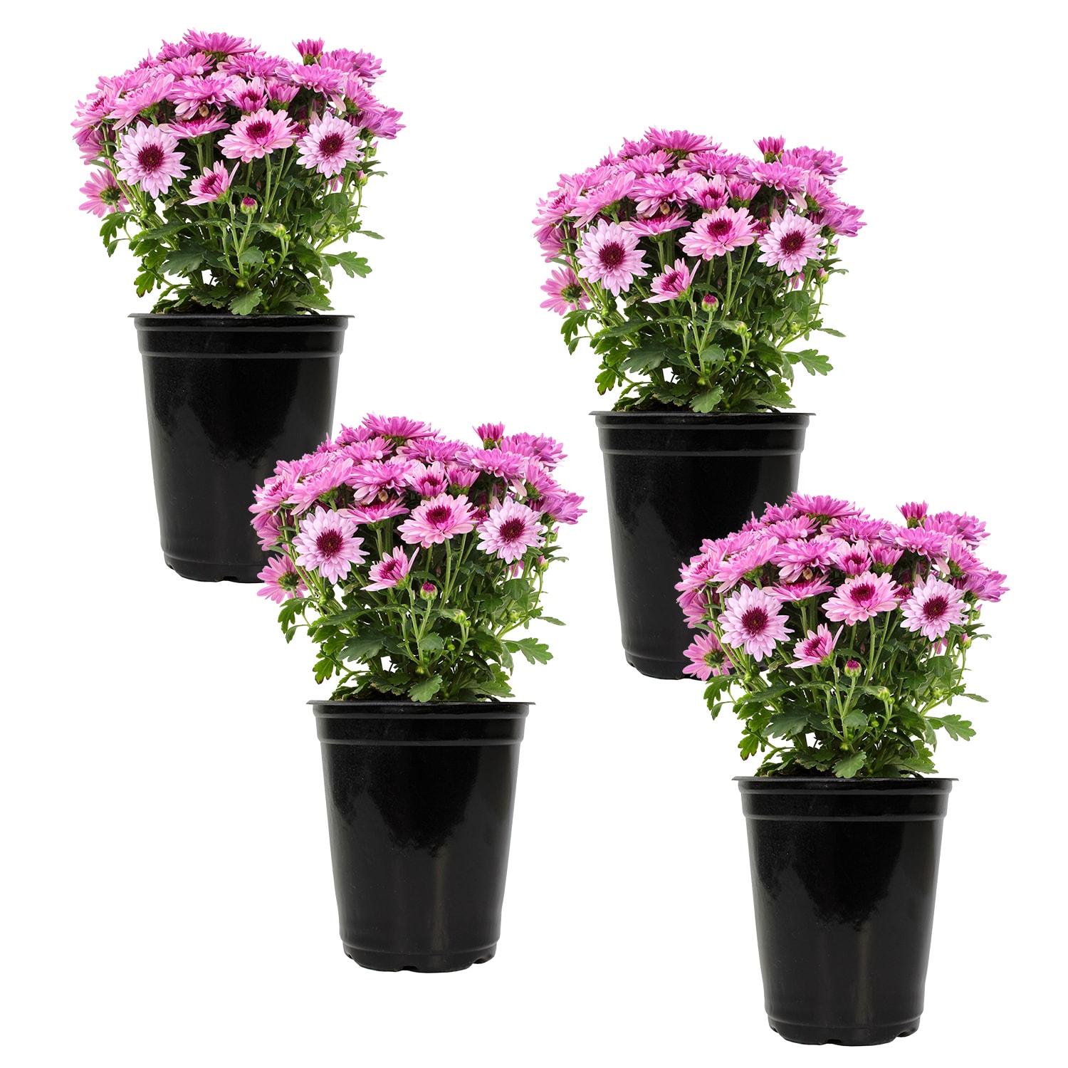 Altman Plants 0881140 Pink Mum in 1.64-Pint Pot 4-Pack