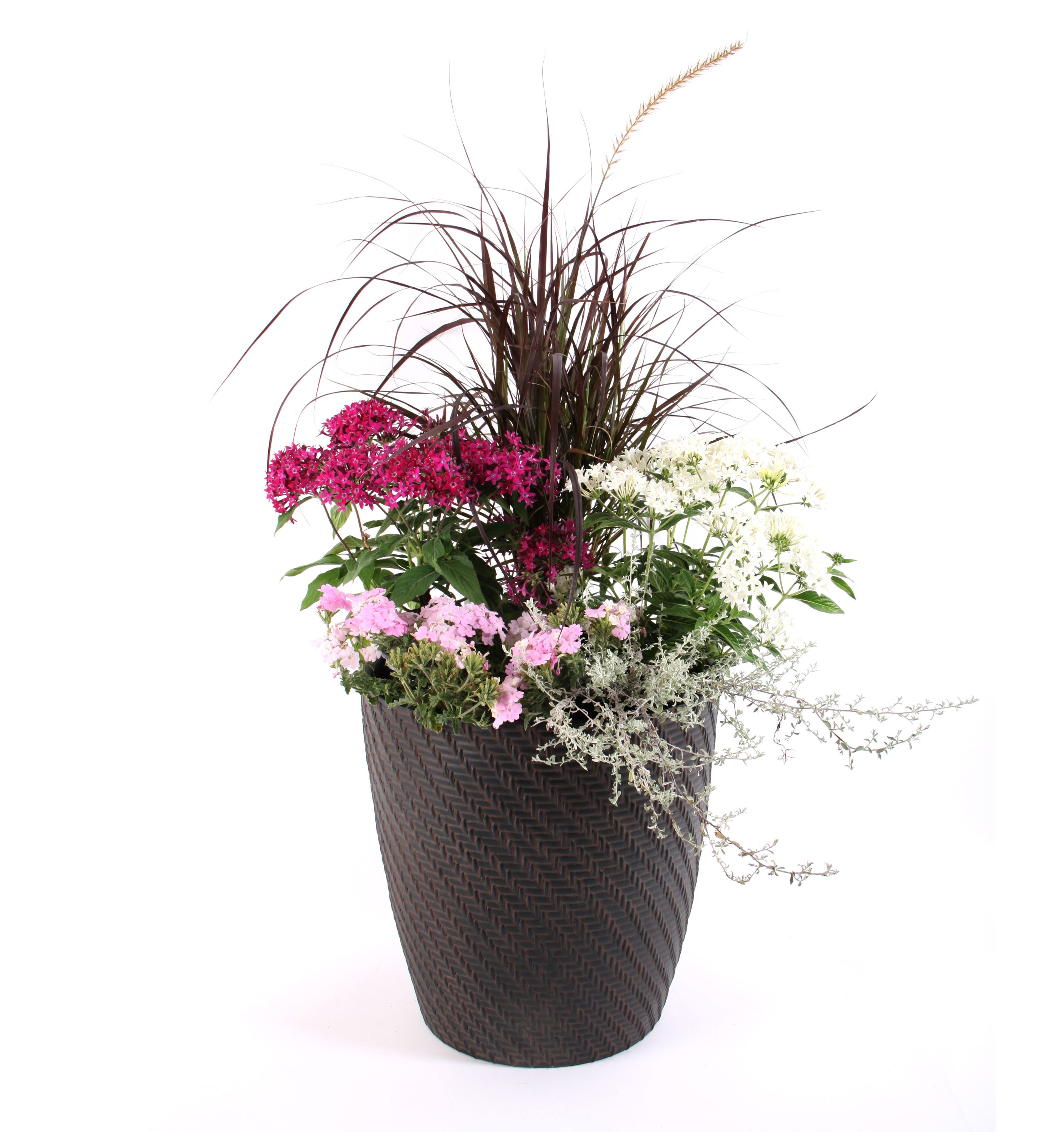  NURSERY Multicolor Mixed Annuals Combinations Planter