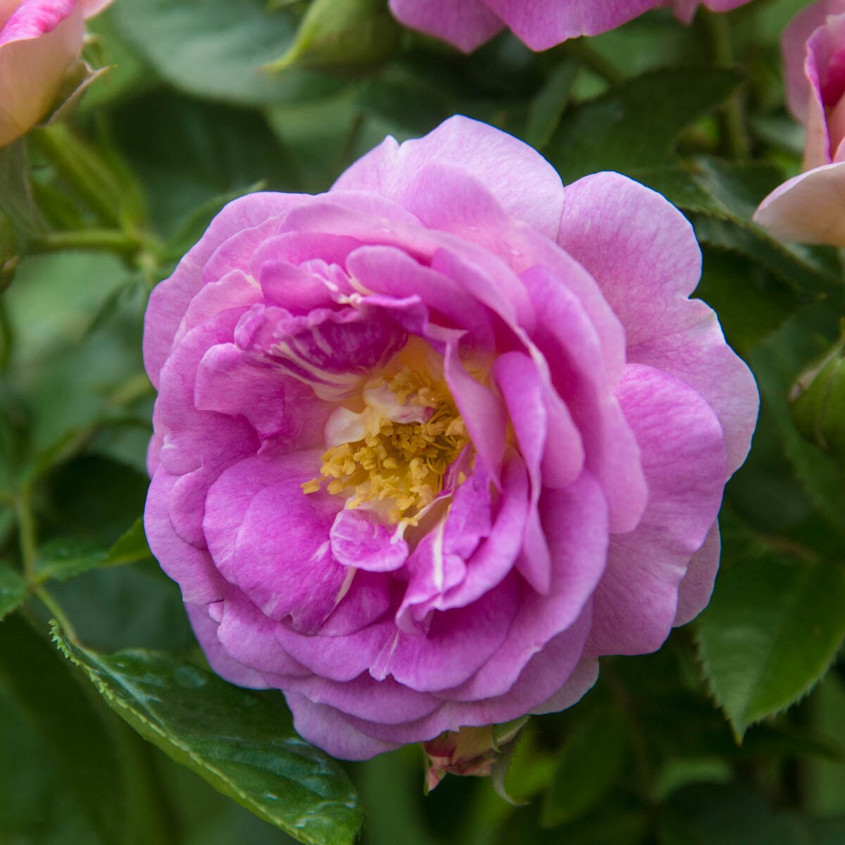 Spring Hill Nurseries 93364 roses - View #3