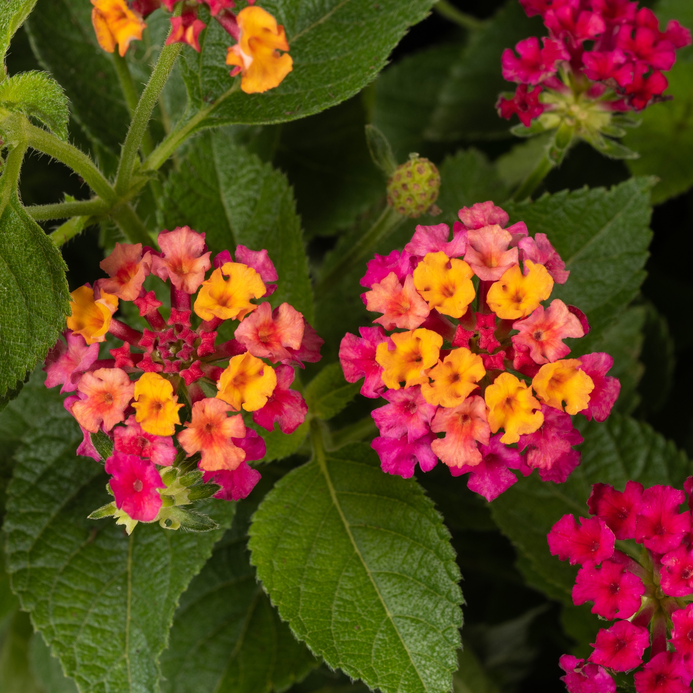 Multicolor Lantana in 2.5-Gallons Hanging Basket in the Annuals ...