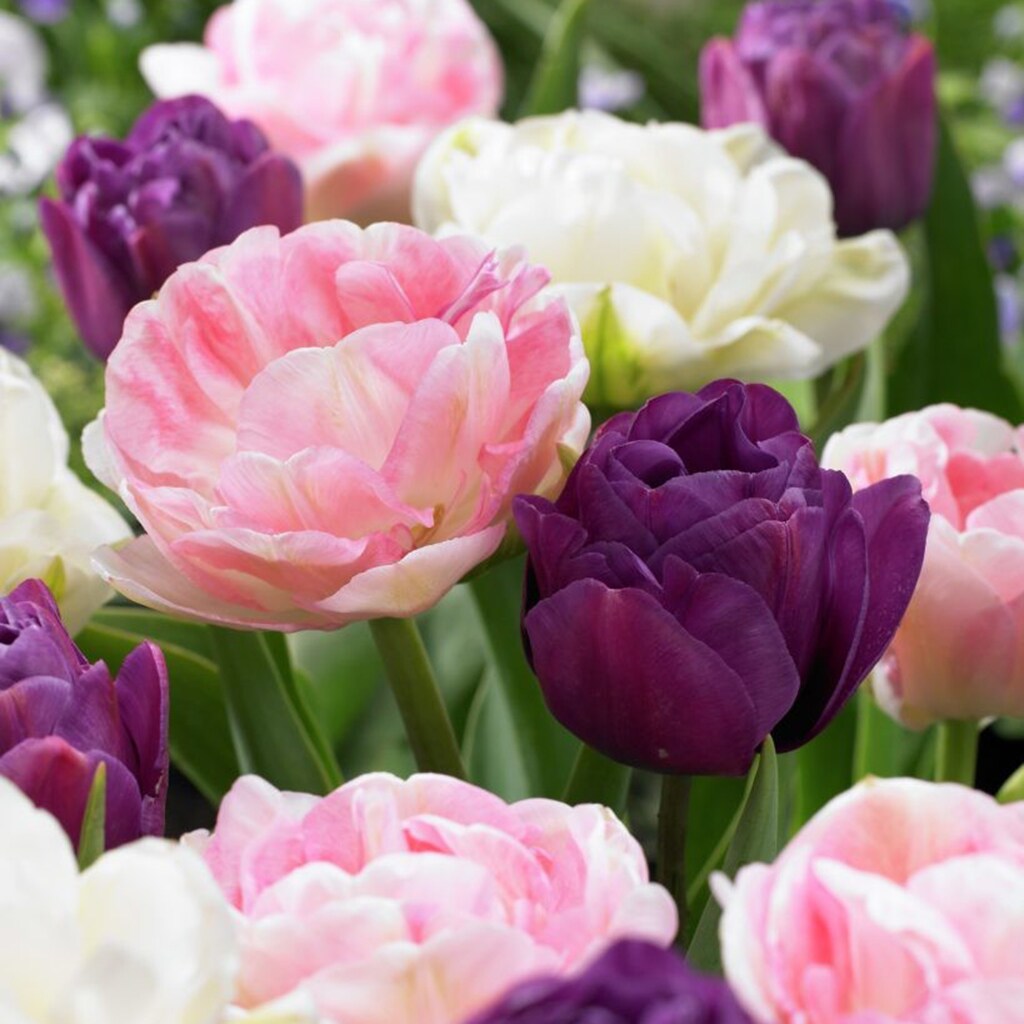 Pink peonies, yellow tulips spring wreath – Buttons & Burlap LLC
