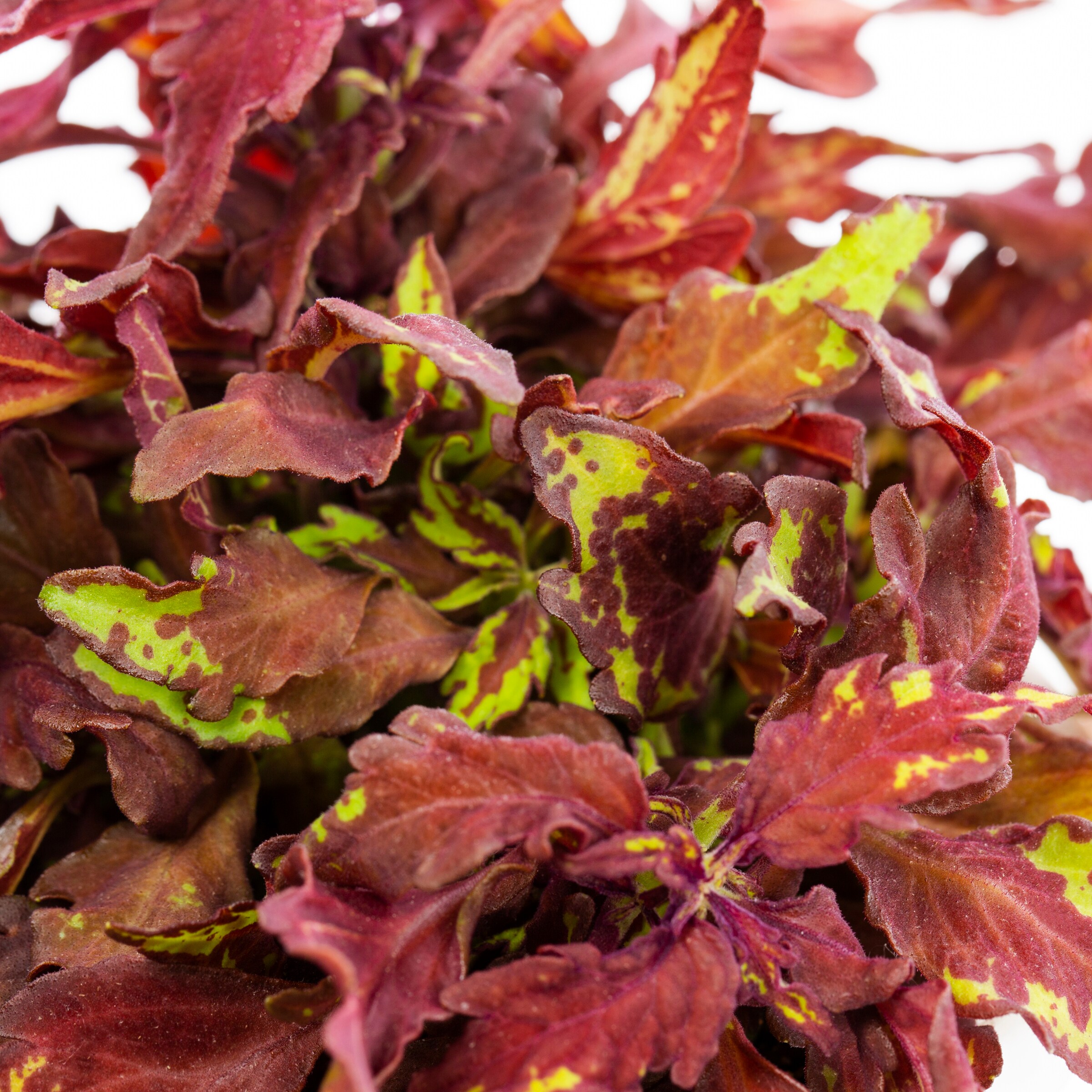 Lowe's NURSERY annuals - View #6