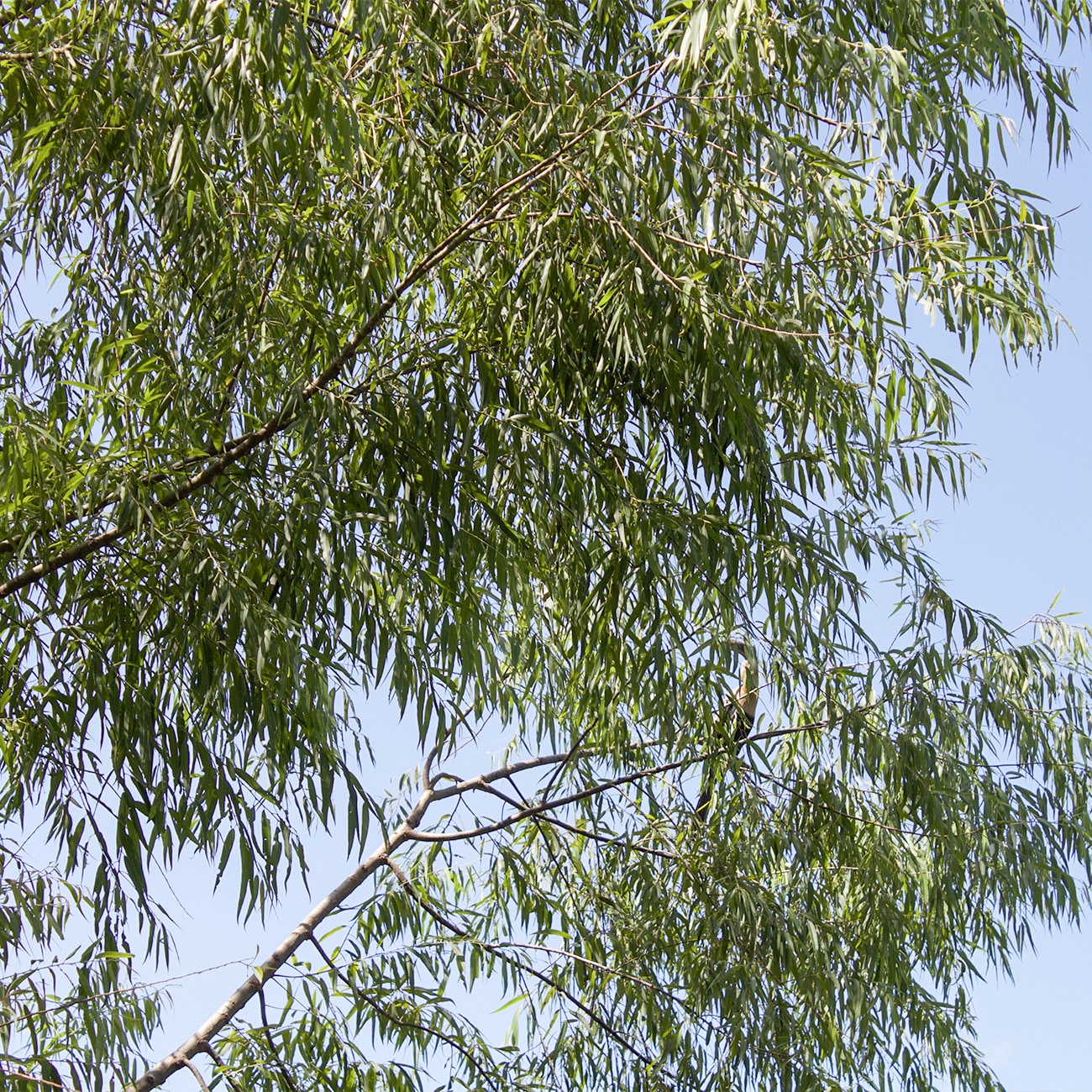 Perfect Plants LOWEEPINGWILLOW4-5FT trees - View #6