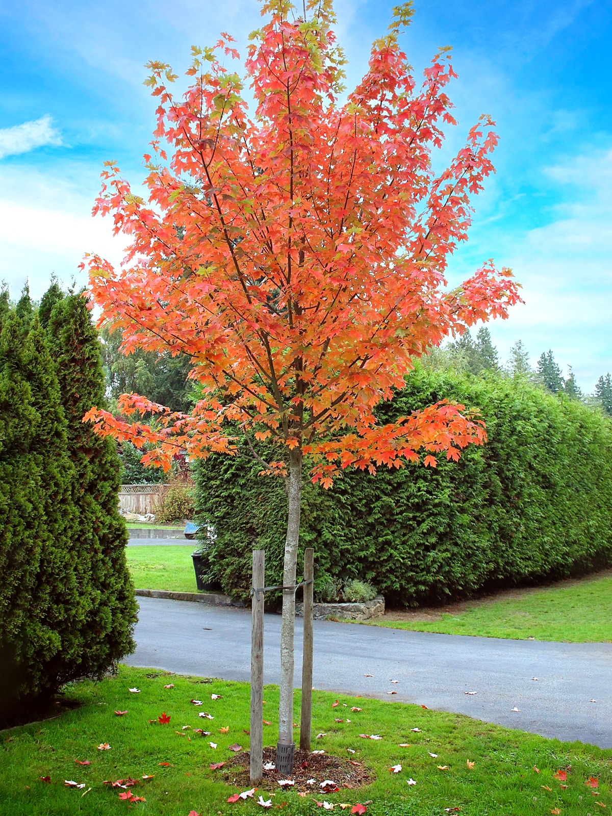 Southern Planters 5-Gallons Shade Autumn Blaze Maple In Pot (With Soil ...