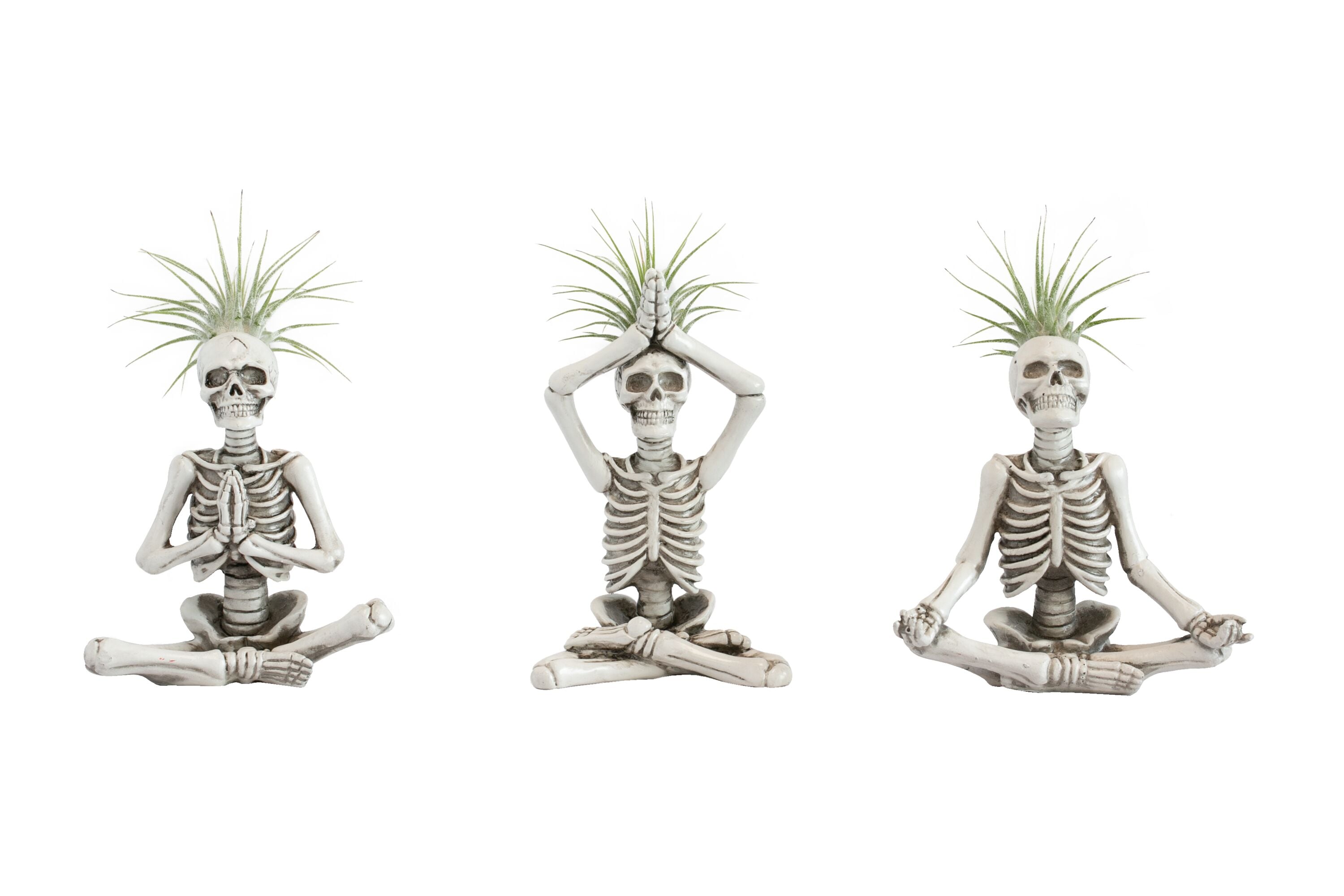 LiveTrends SKELETON YOGIS House plant in 1 -Pack Pot 1 -Pack #ASB06457