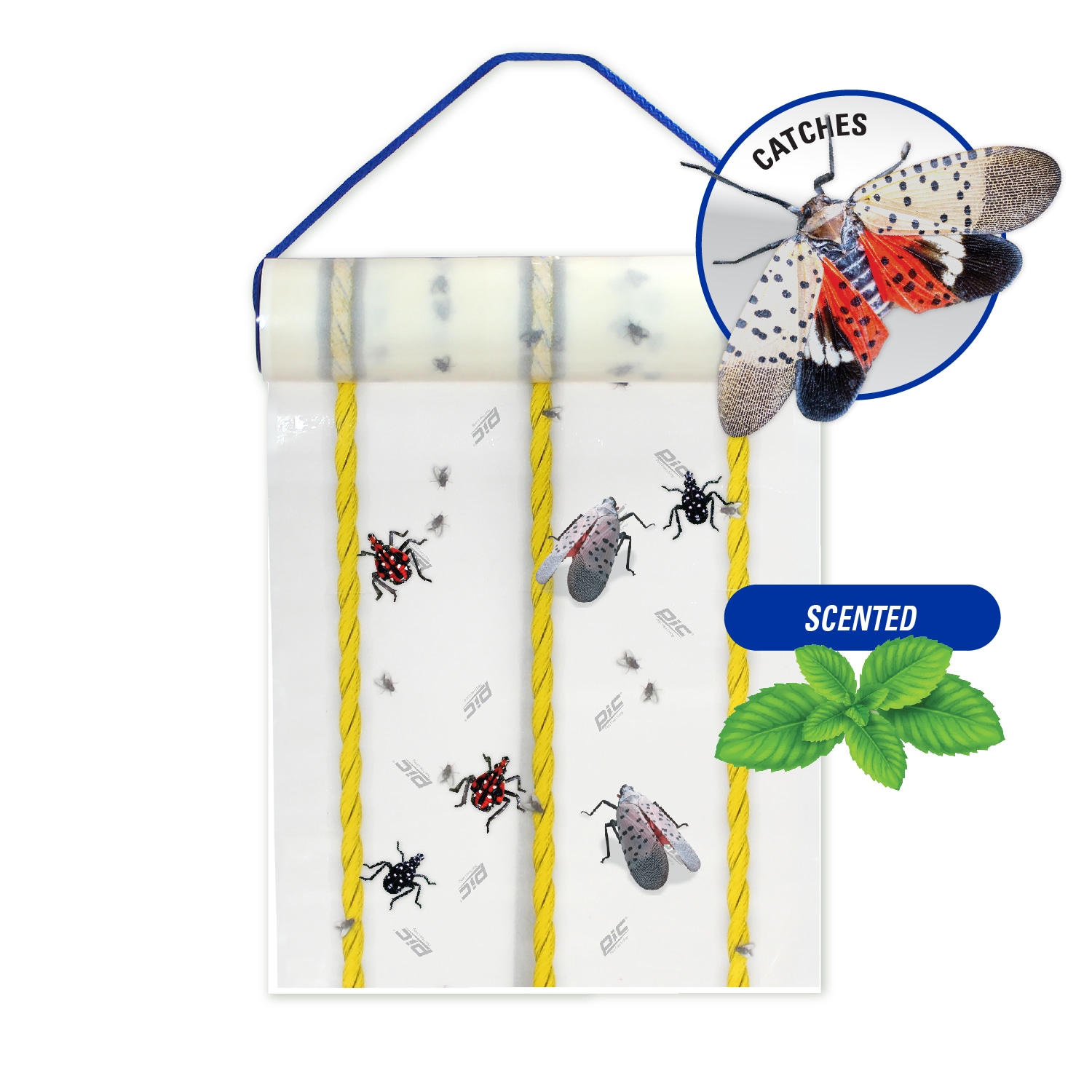PIC SLF Spotted Lantern Fly Outdoor Insect trap