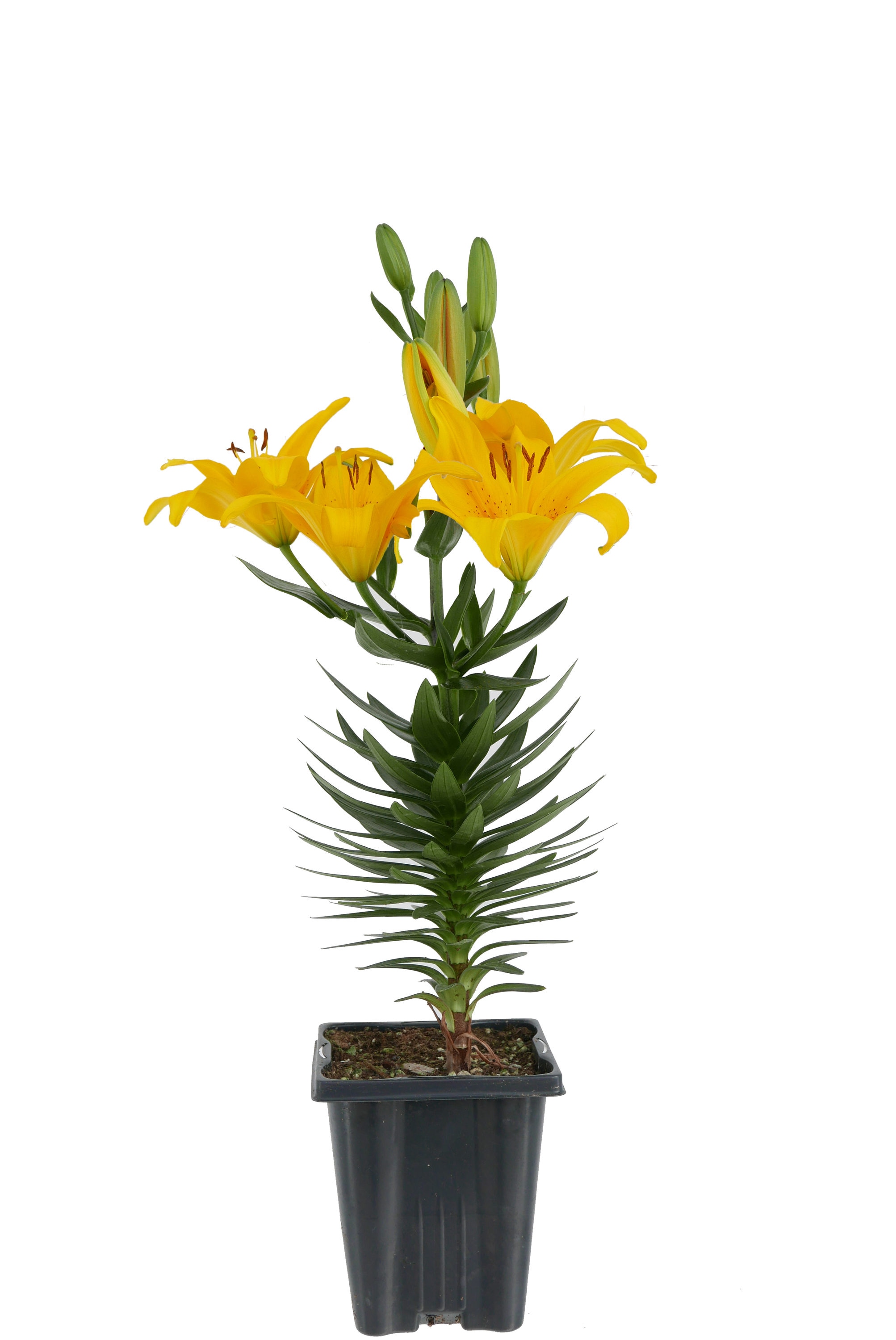  1136 Yellow Asiatic Lily Plant in 1 -Quart Pot 1.0 -Pack