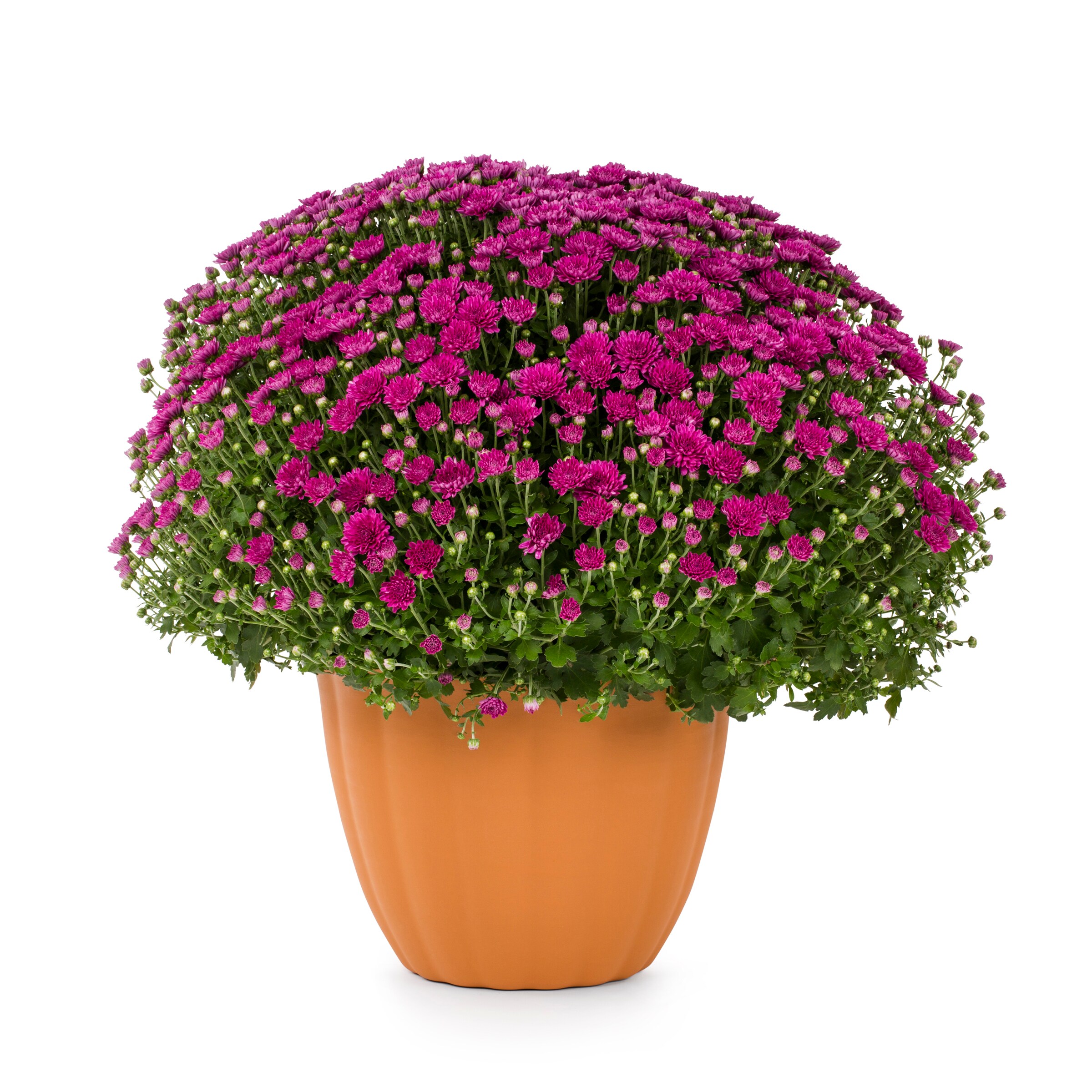 Color Point Purple Mum in 3.12-Gallon Planter at Lowes.com