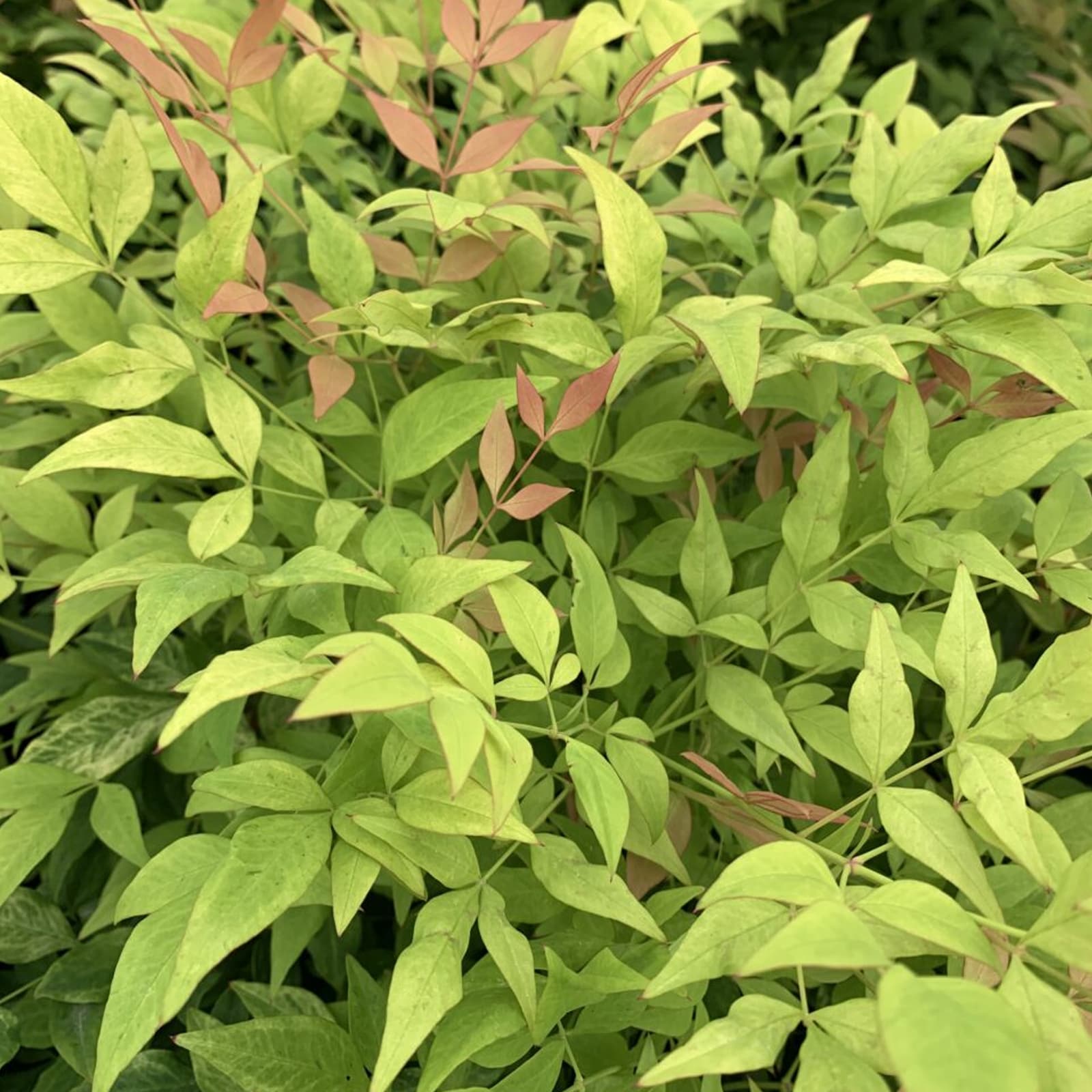 Lowe's 929938 NANDINA DOMESTICA GOLDSTREAM