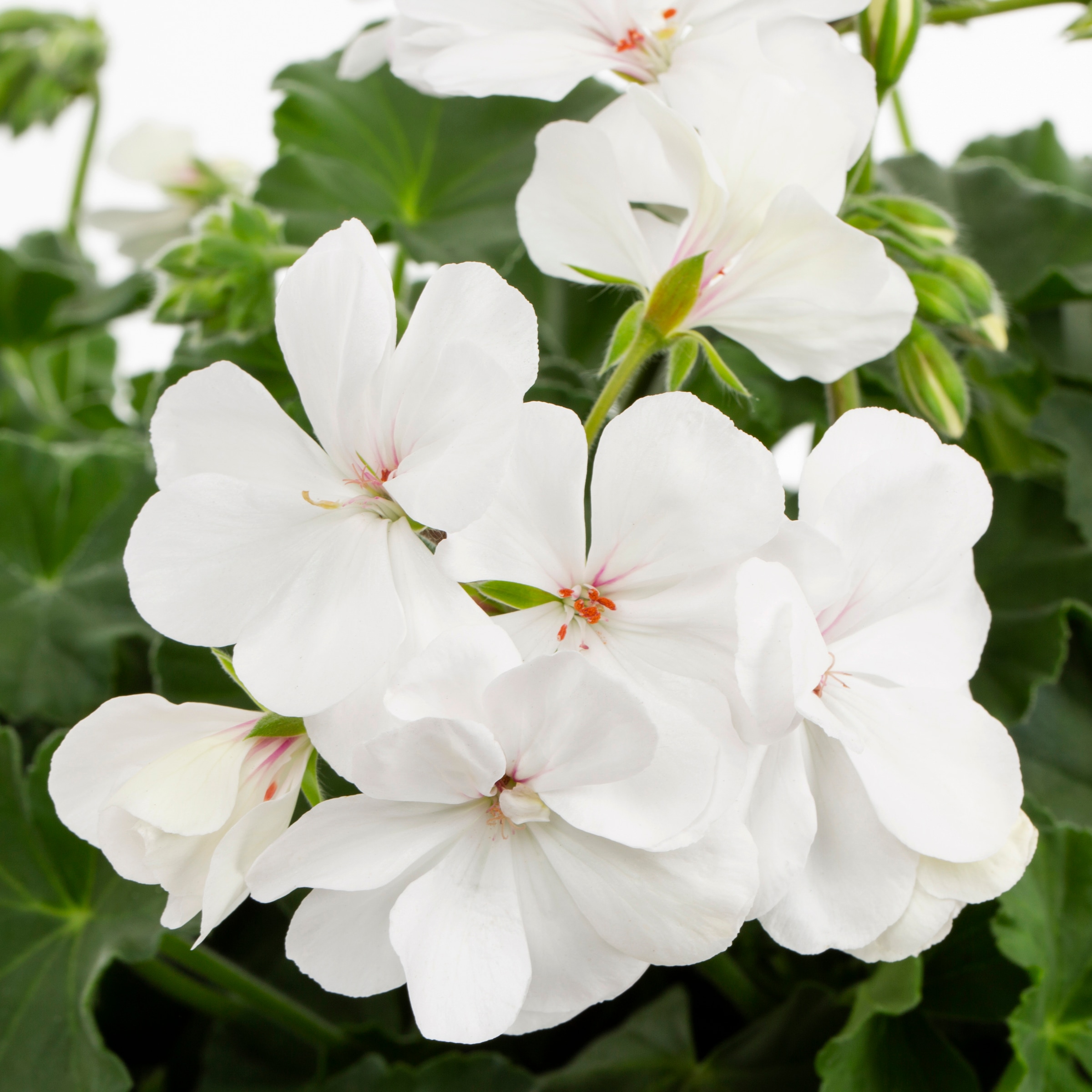 Lowe's NURSERY annuals - View #2