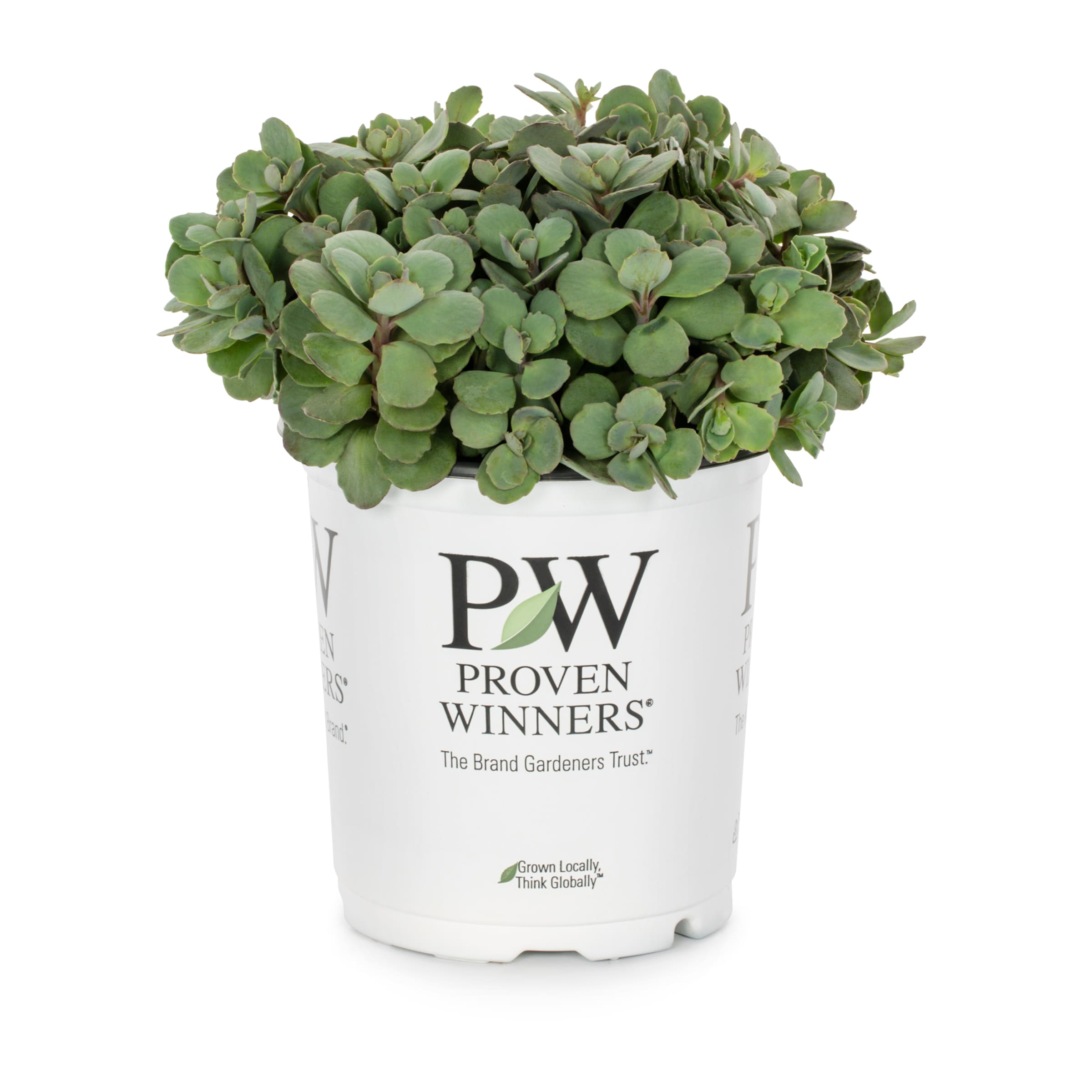 Lowe's 443322 Multicolor stonecrops Plant in 2.5 -Quart Pot 1.0 -Pack