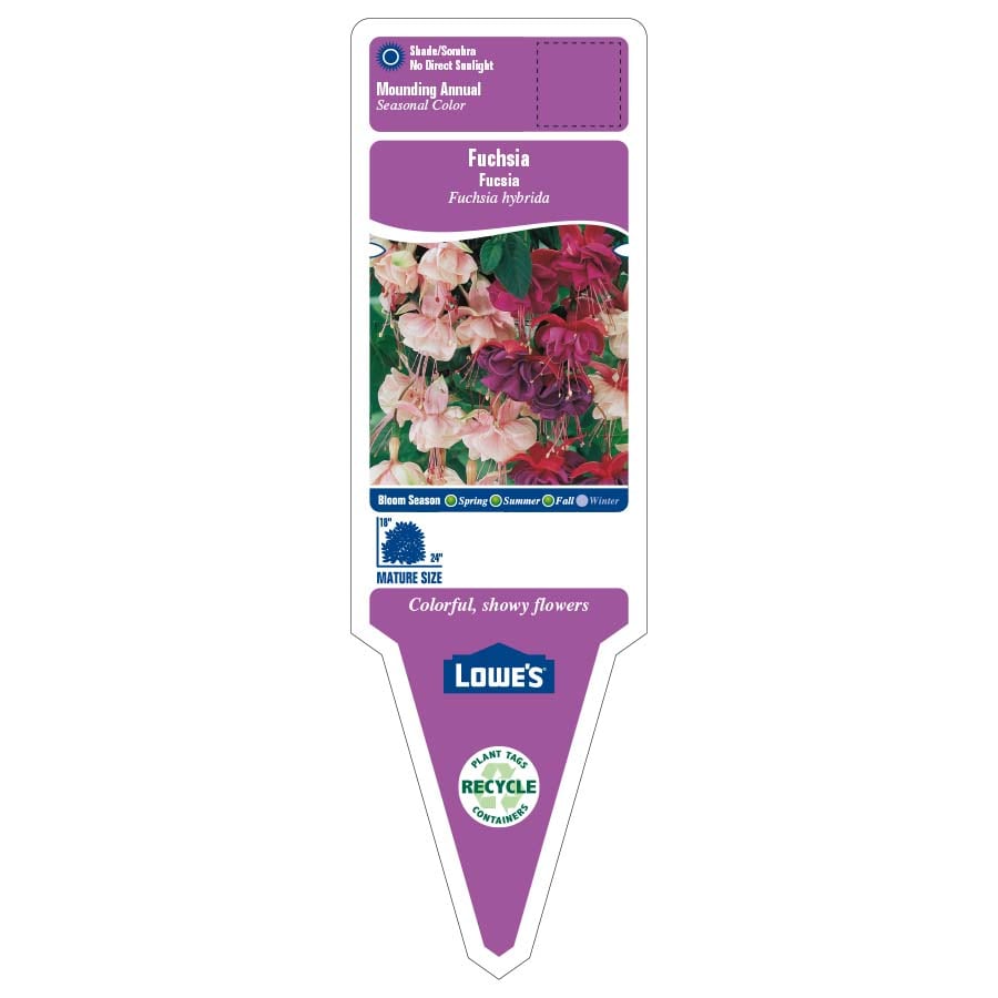 Lowe's NURSERY annuals - View #2