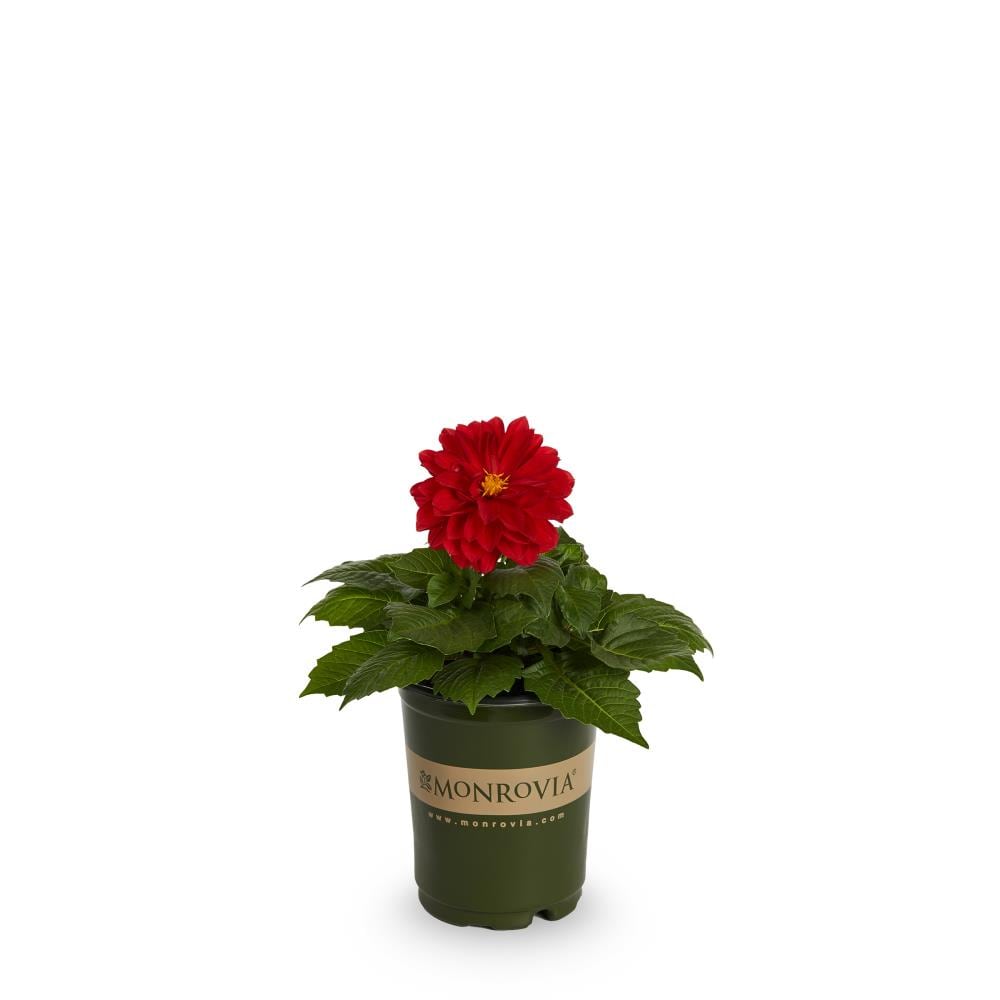 Monrovia NURSERY Red Dahlia in Quart(s) Pot
