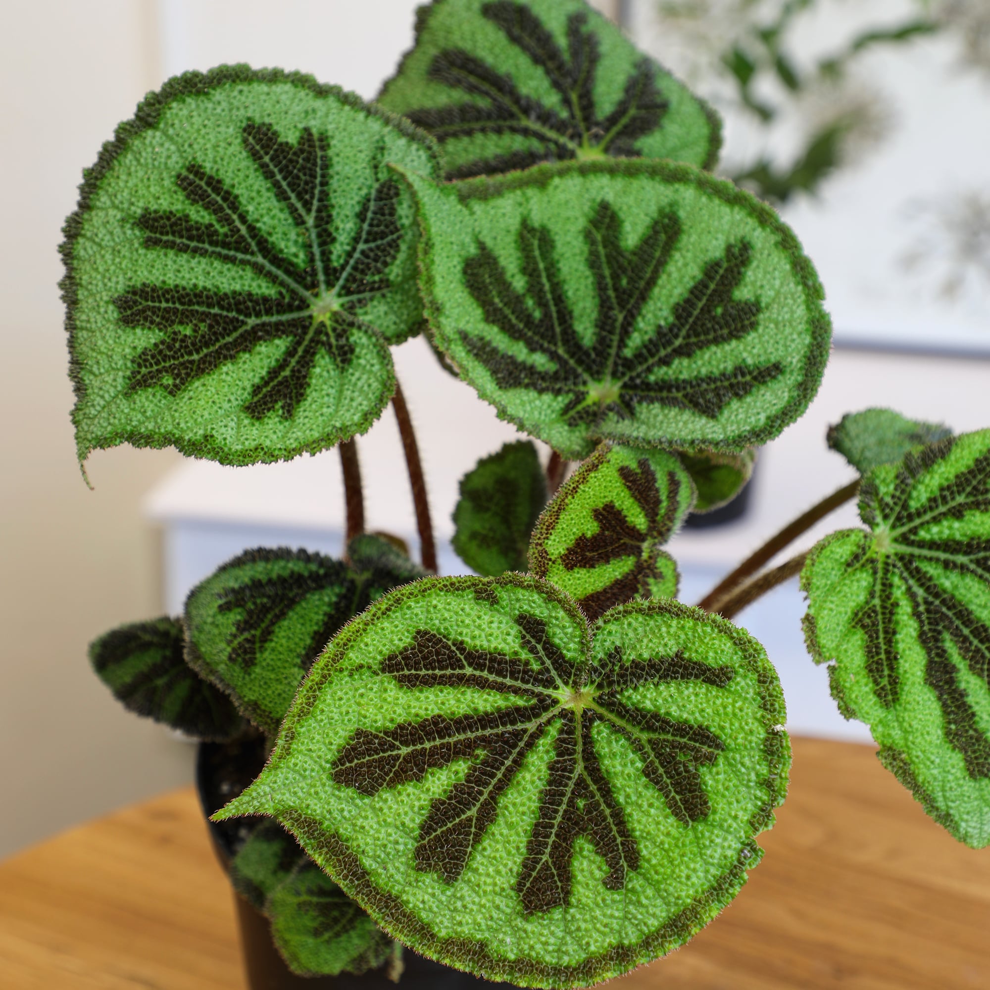 Rock Begonia Iron Cross with Black Plastic Pot