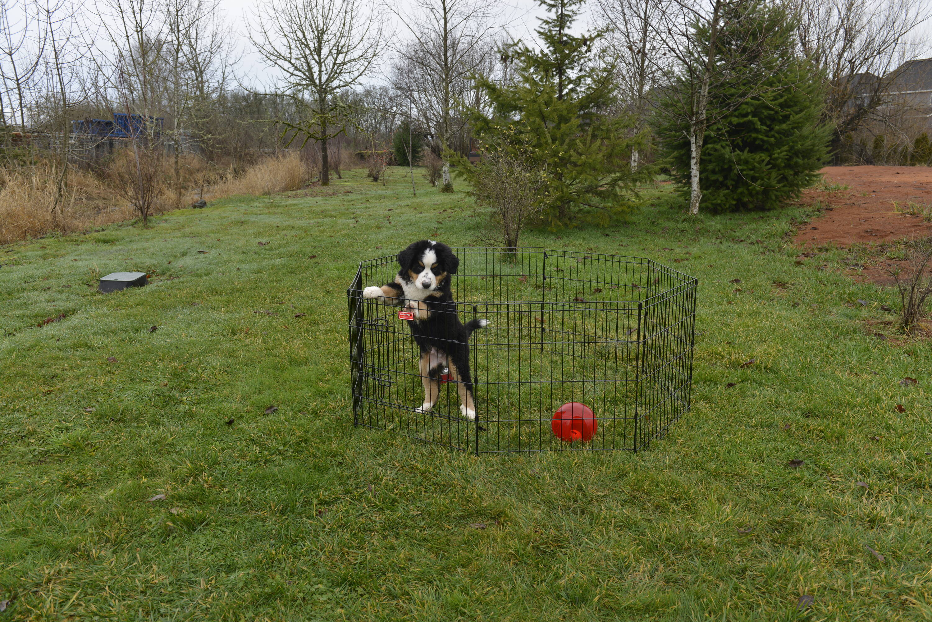 Lucky Dog 24"H Black Metal Exercise Pen with Stakes