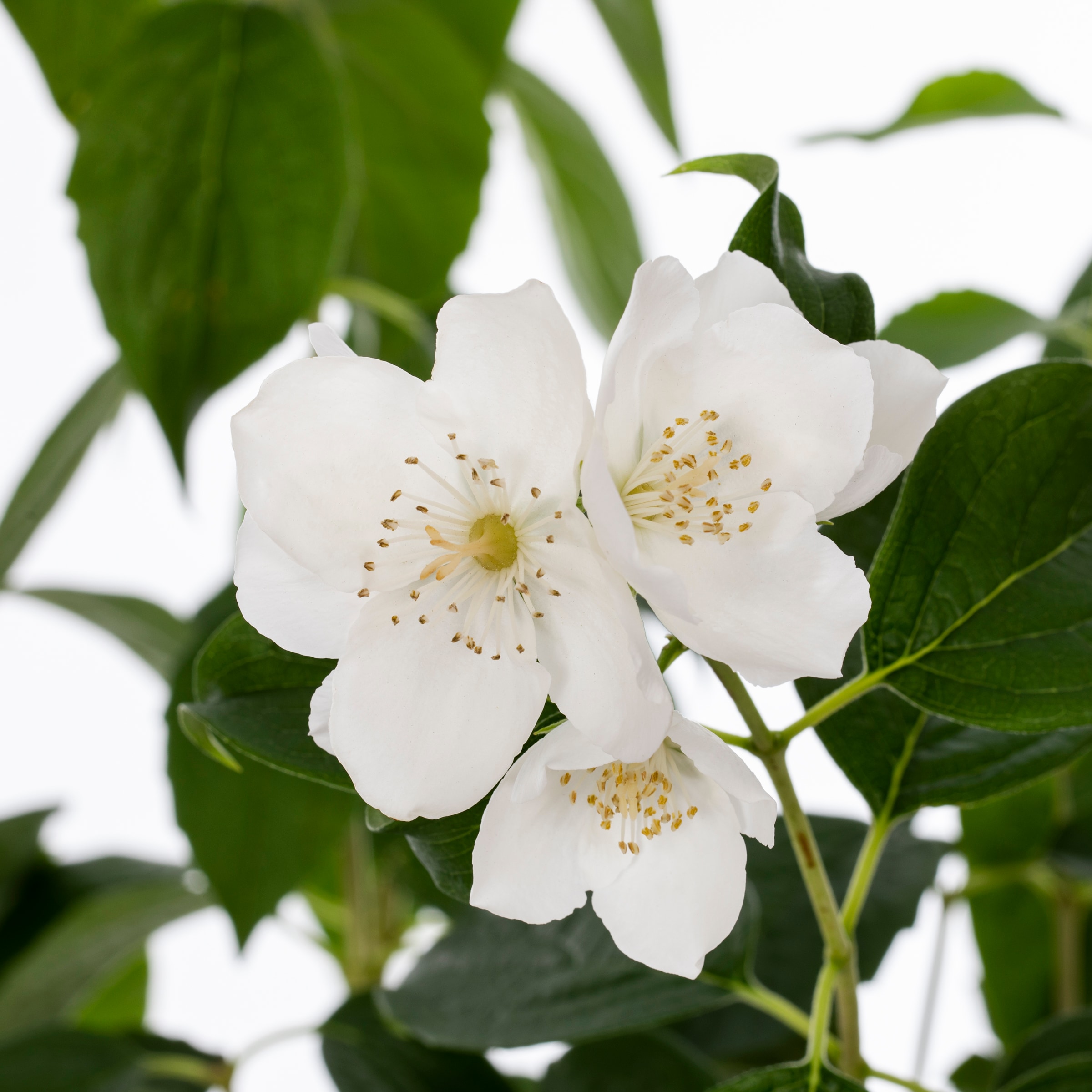 First Editions White Snow White Mock Orange Flowering Shrub in 2-Gallon ...