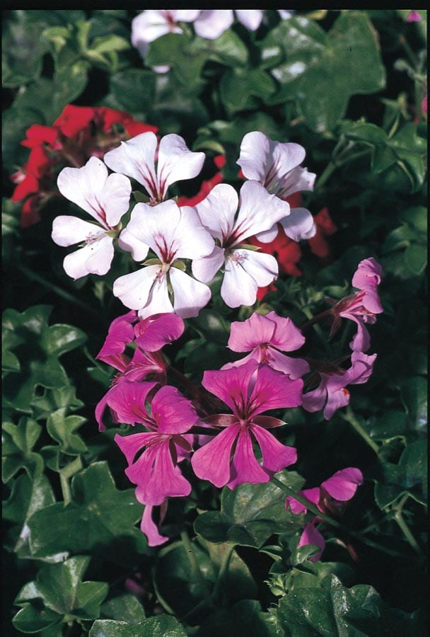 Lowe's NURSERY Multicolor Geranium Ivy in 1.64-Pint Pot