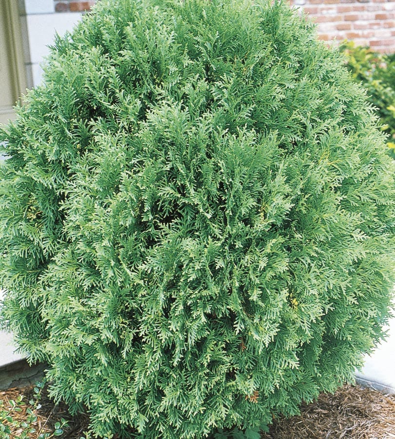 Lowe's NURSERY Globe Arborvitae Feature Shrub in 1.5-Gallon Pot