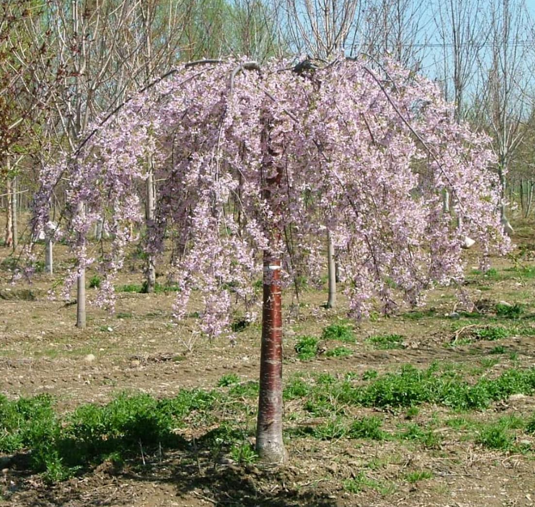 NURSERY 12.07 -Gallon Pink Flowering Weeping double pink cherry In pot (with soil)