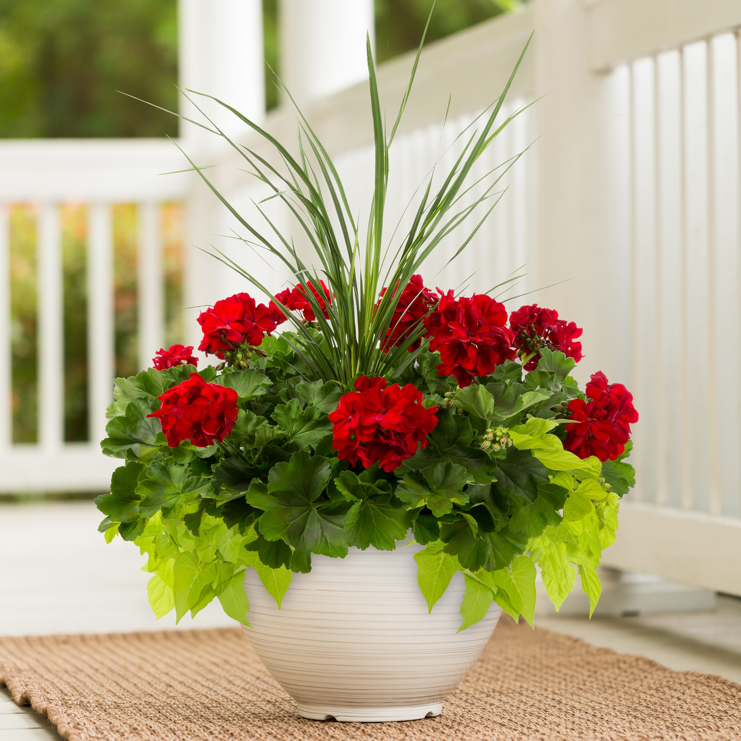 Lowe's 1497771 annuals - View #5