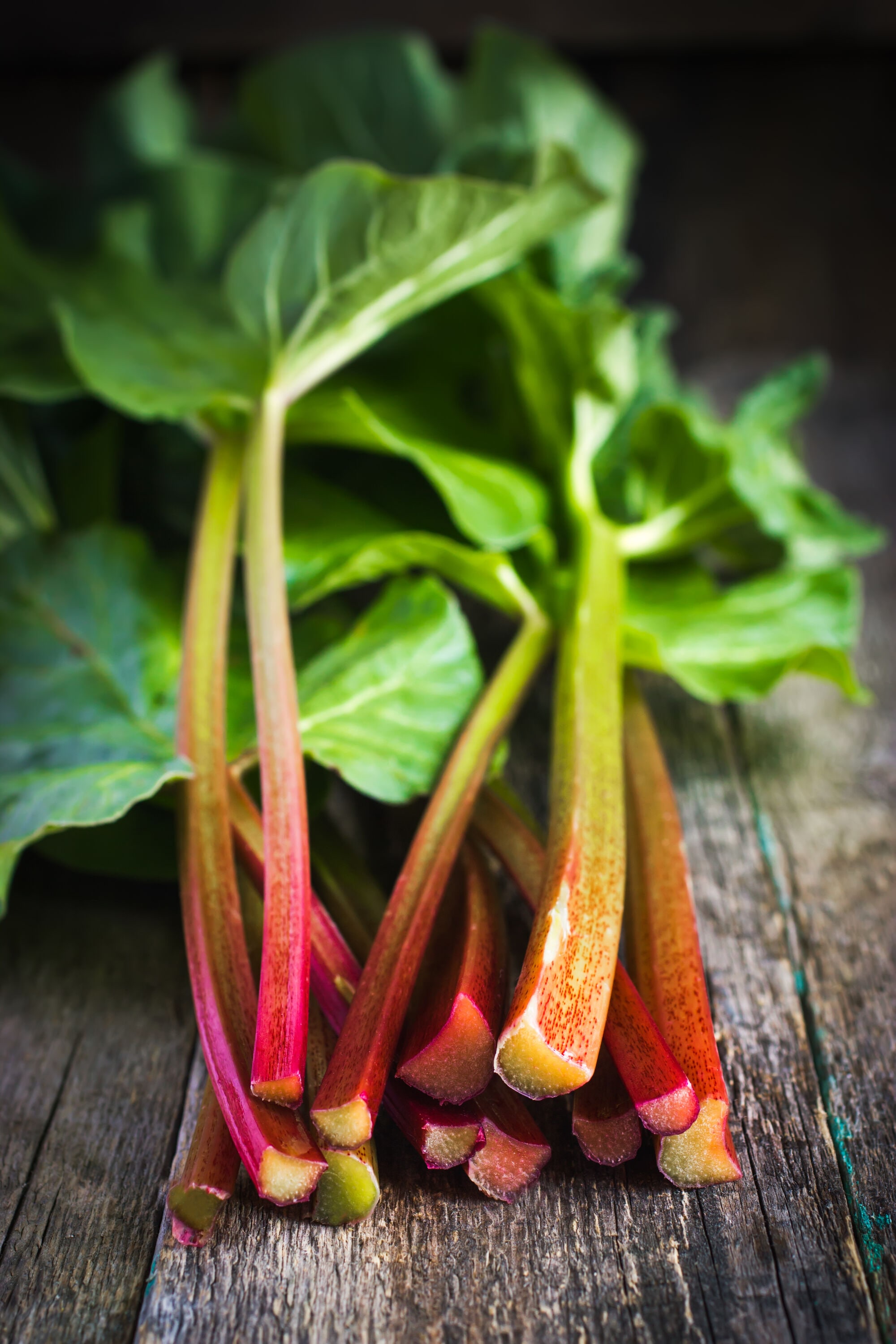 Garden State Bulb 07992 RHUBARB VICTORIA 1- PBS