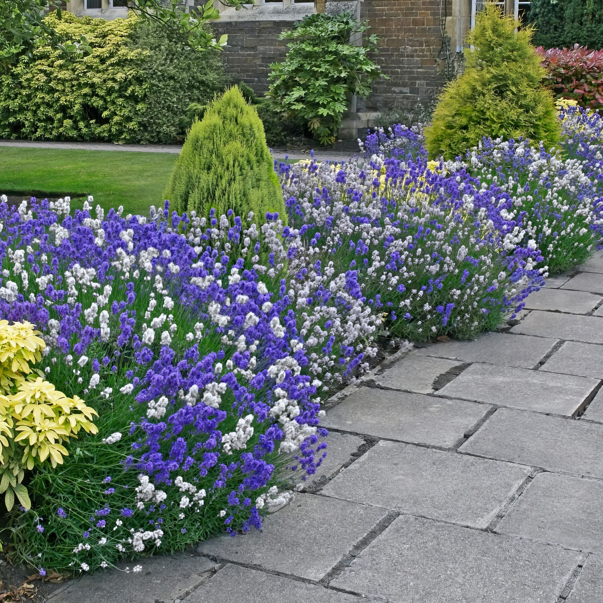 National Plant Network LW1575 perennials - View #6