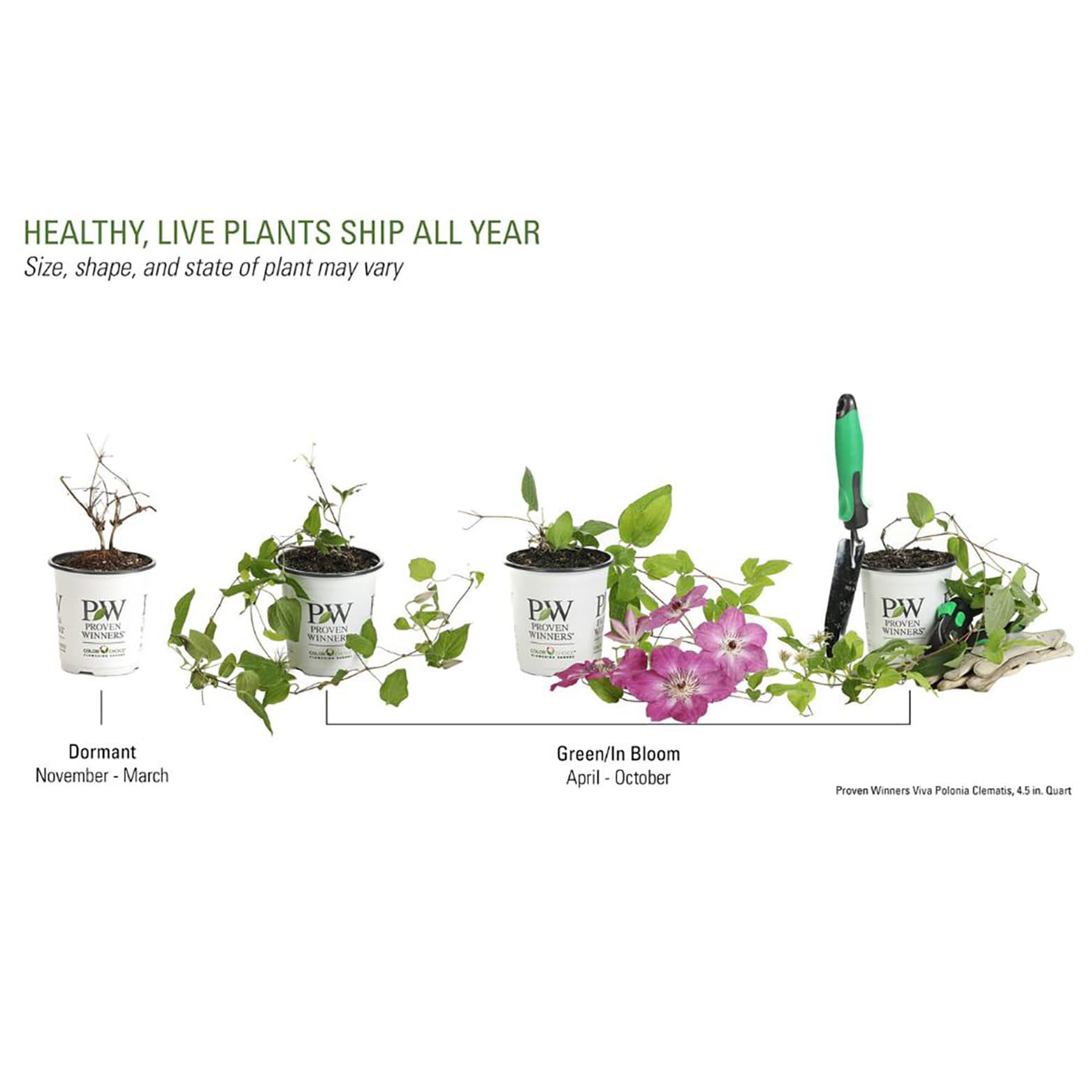 Proven Winners CLMPRC1077800 shrubs - View #3